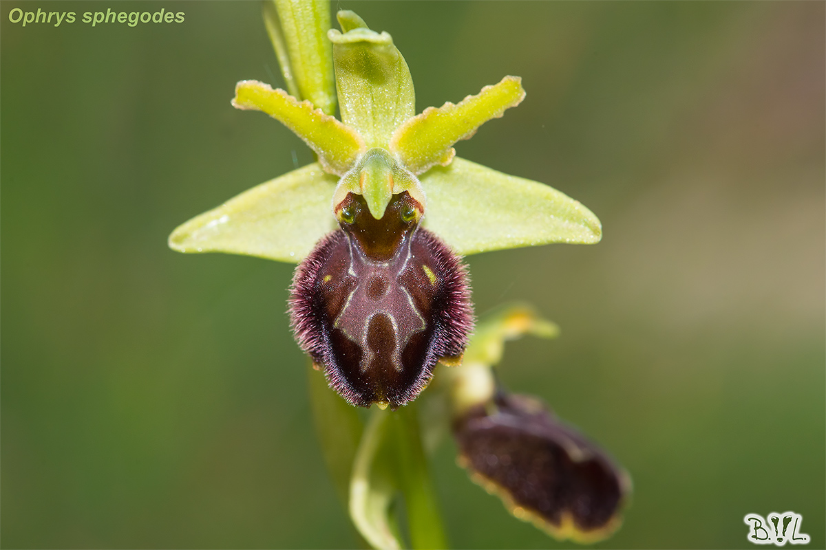 Ophrys sphegodes
