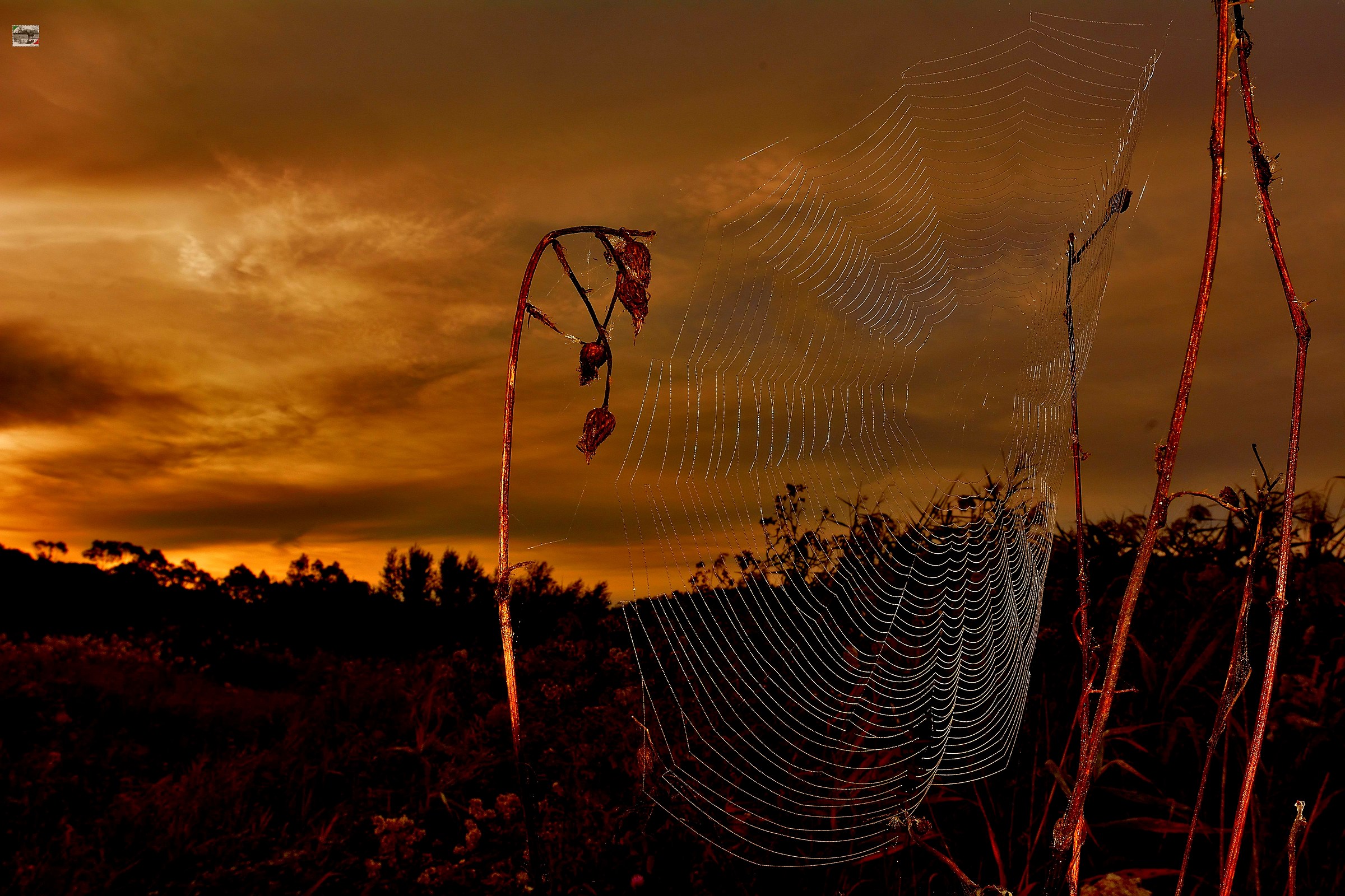 the genius of the spider ...