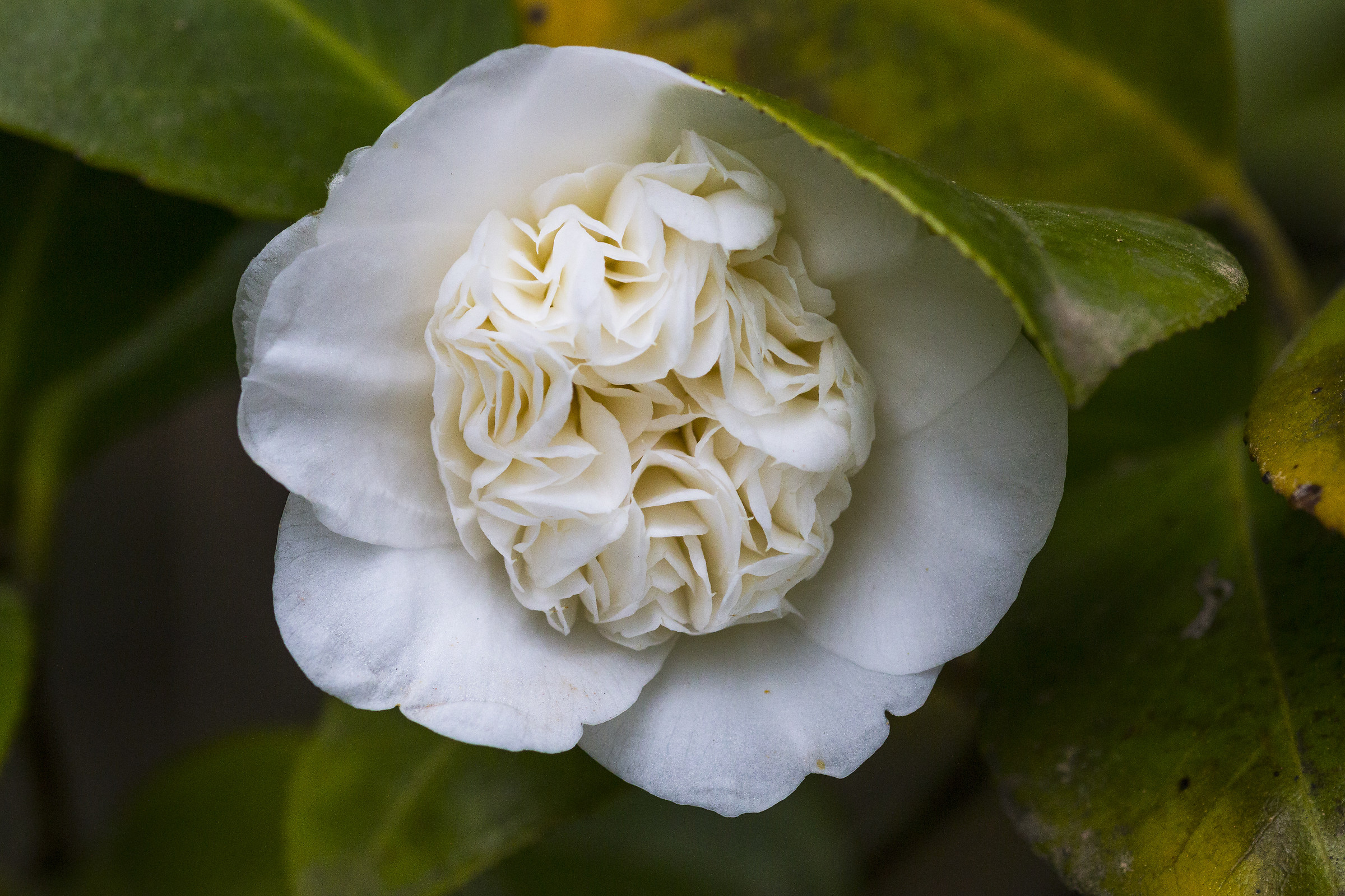 white camellia.
