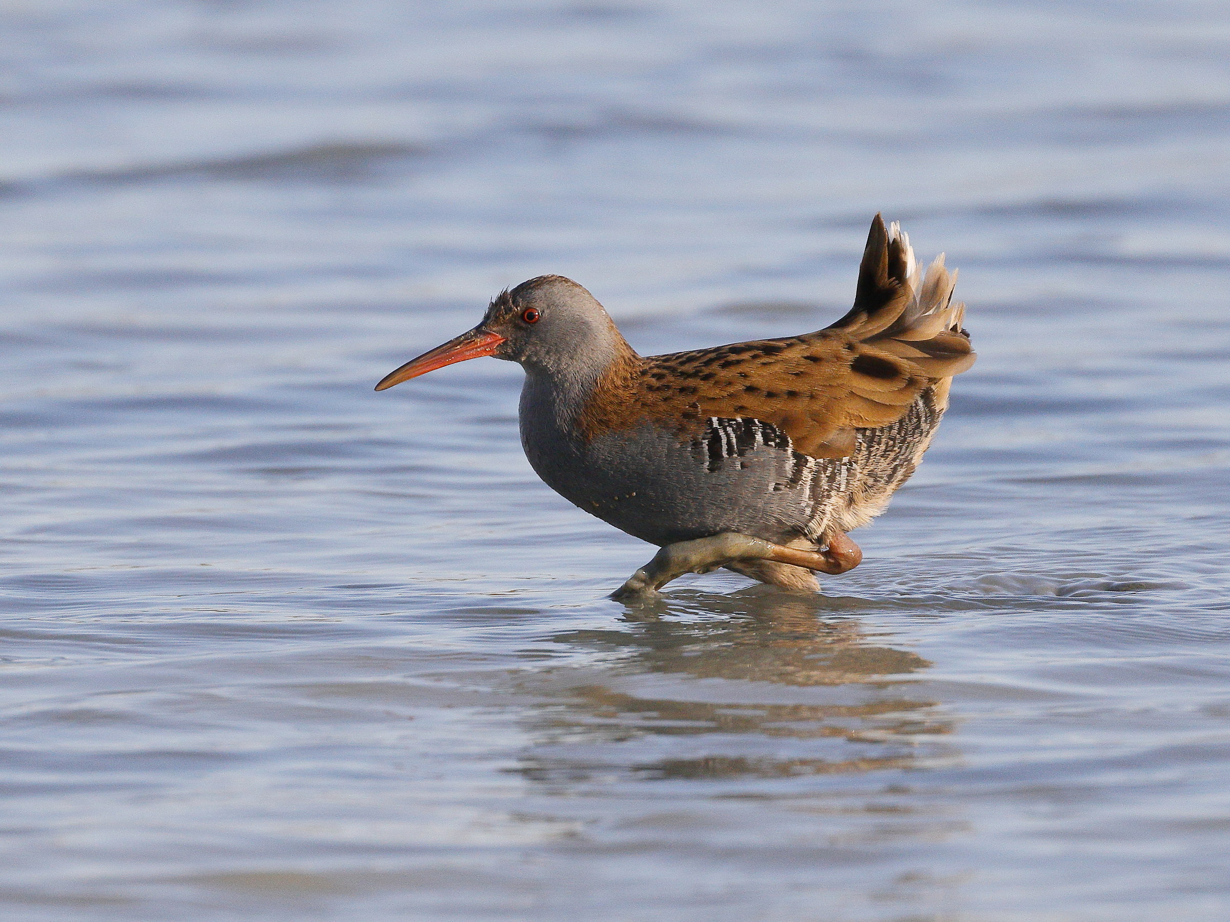 Water Rail