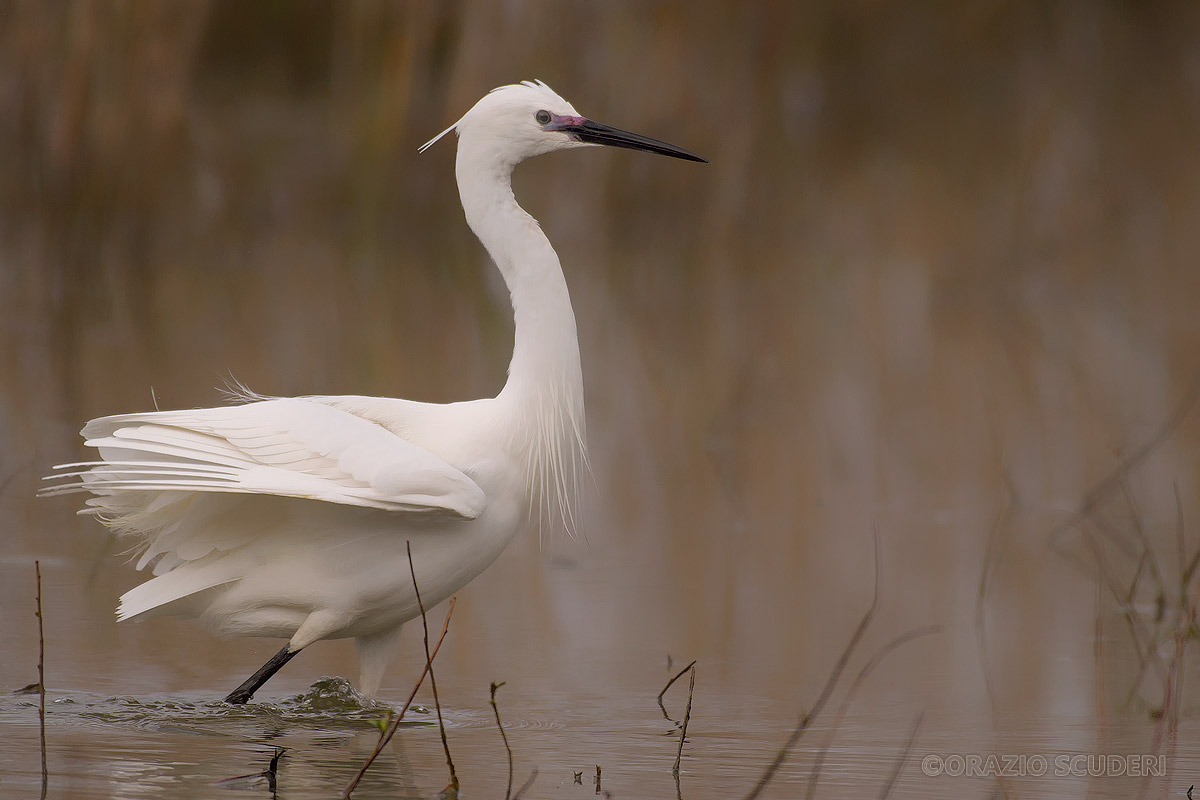 Egretta garzetta
