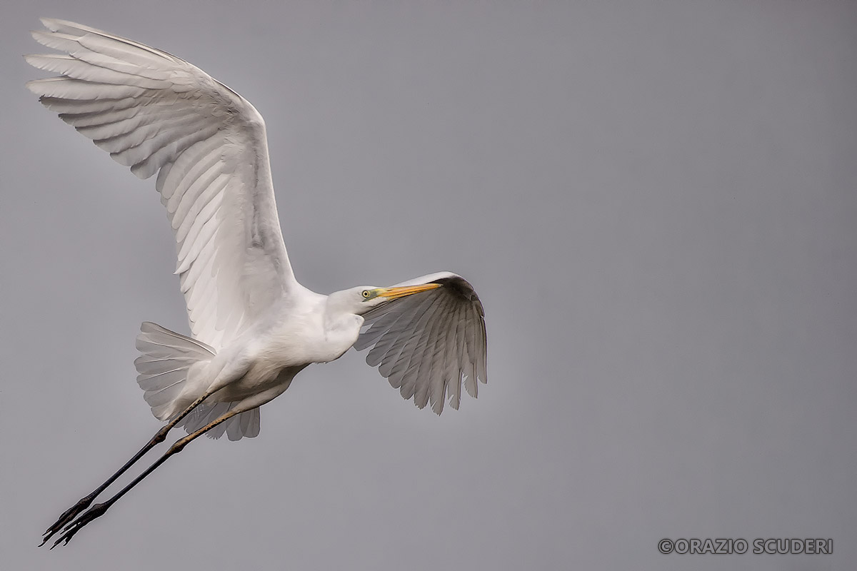 Great egret
