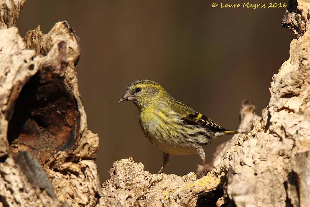 Siskin in the valley