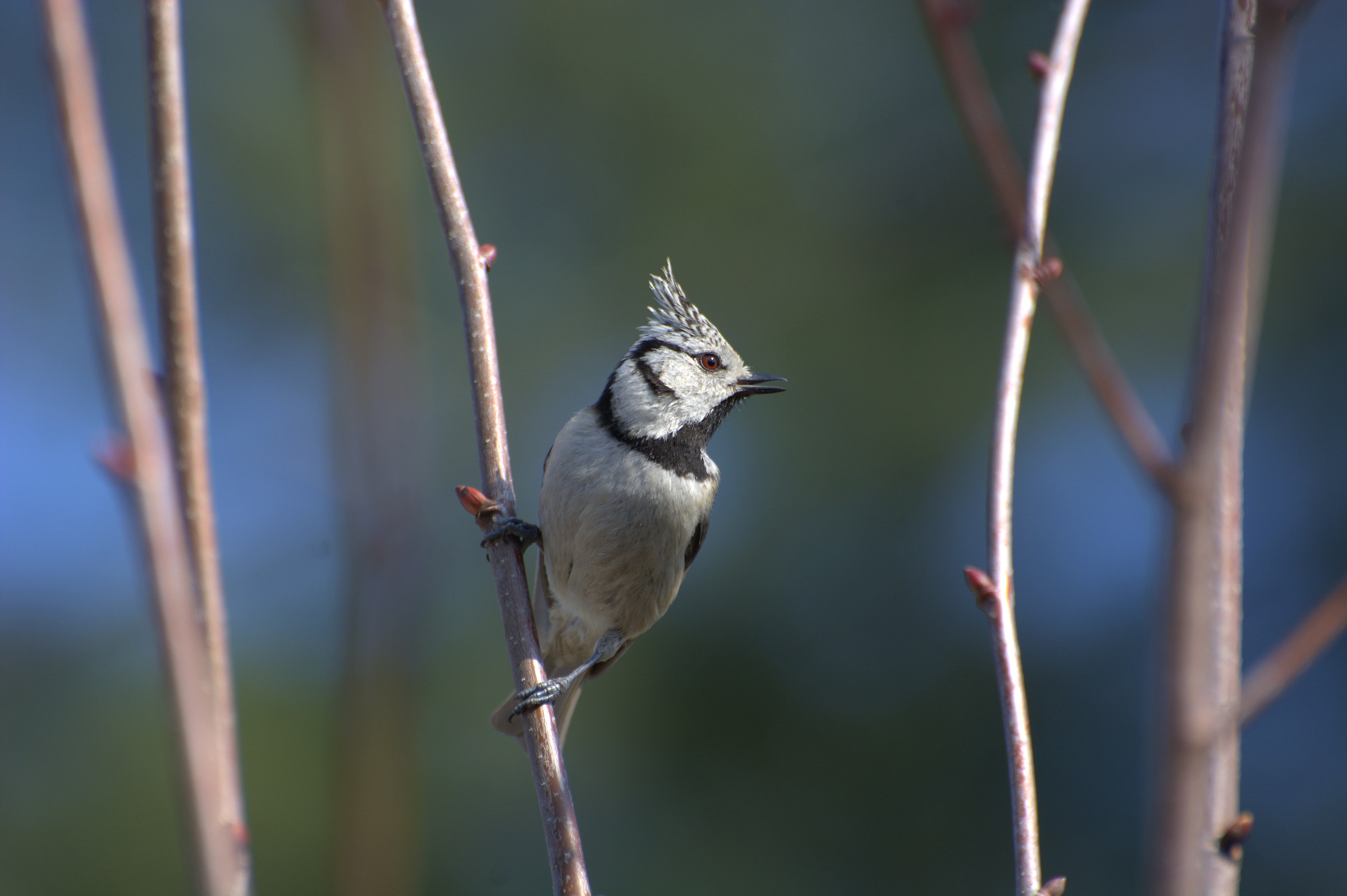 Crested Tit