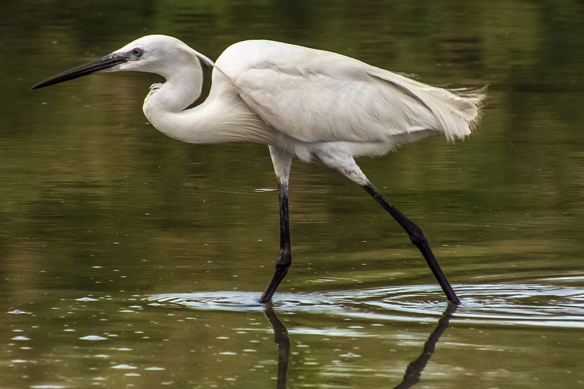 Egretta Garzetta
