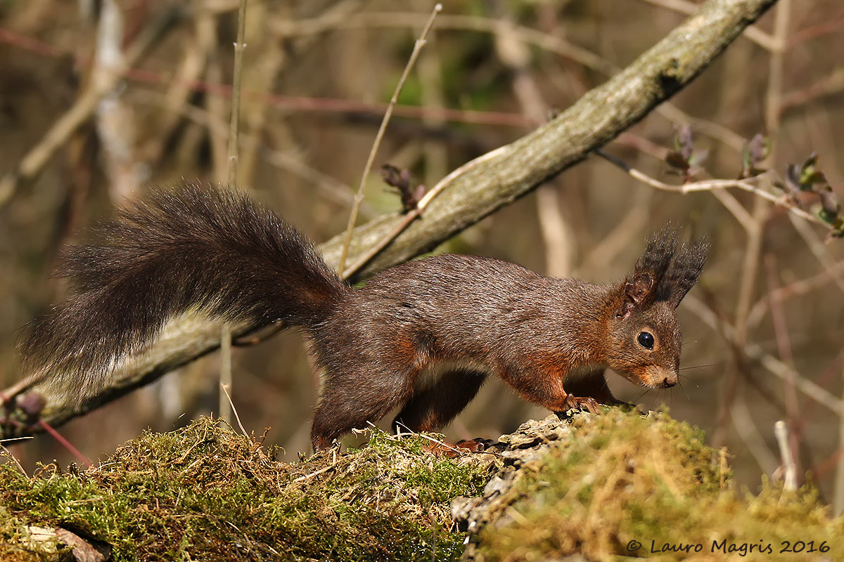 Il folletto sul soffice muschio