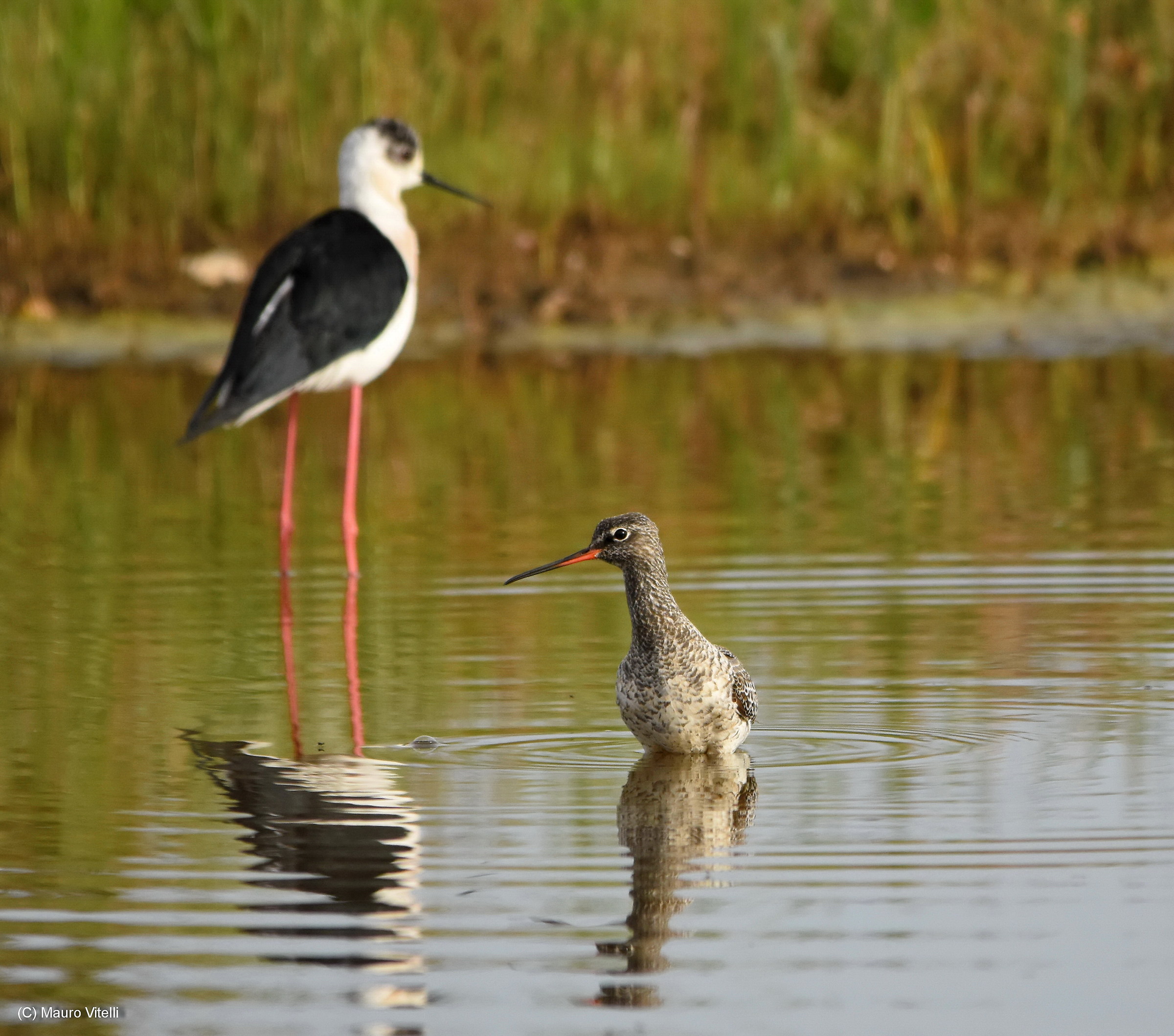Spotted Redshank