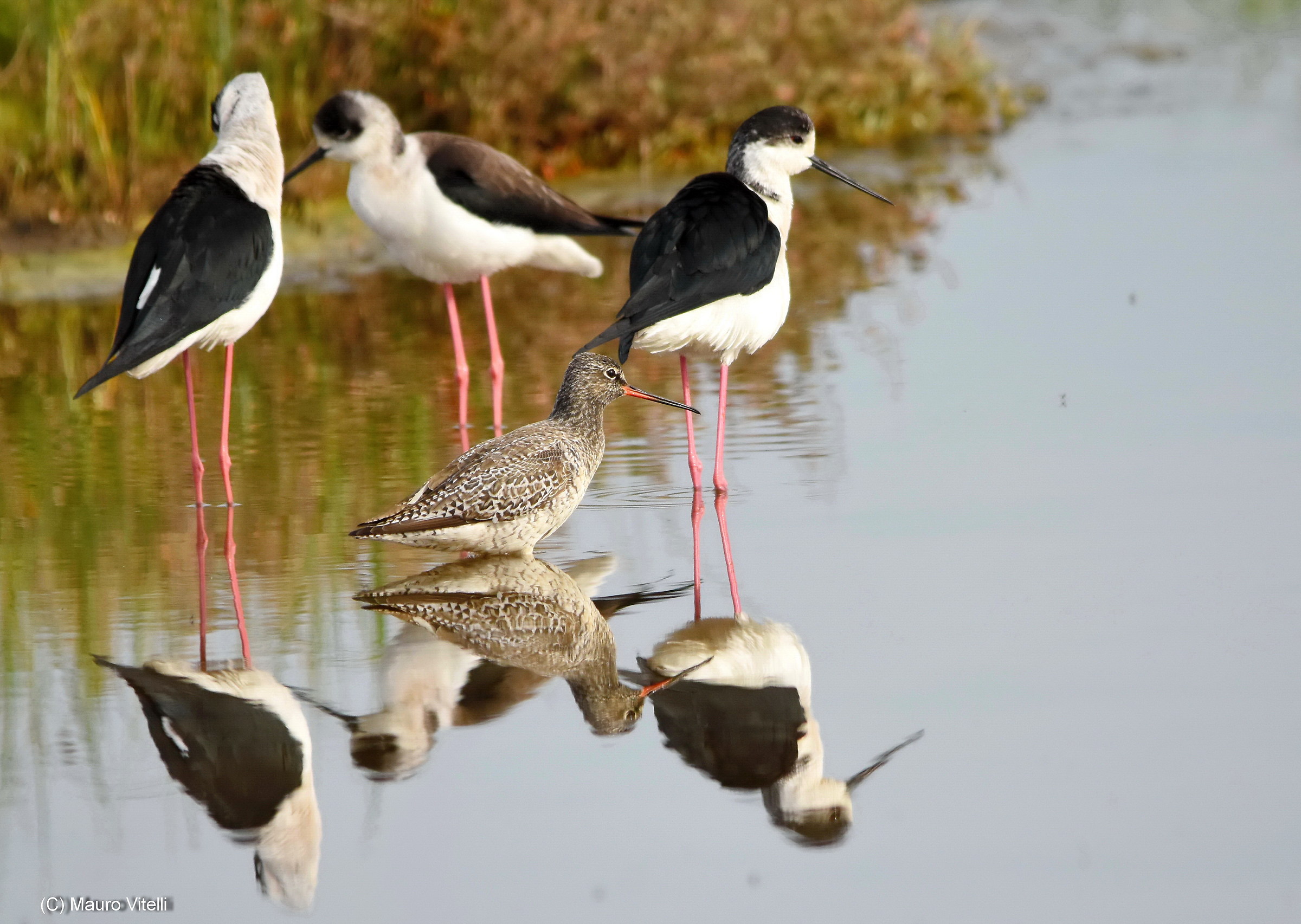 A Moro in the Knights