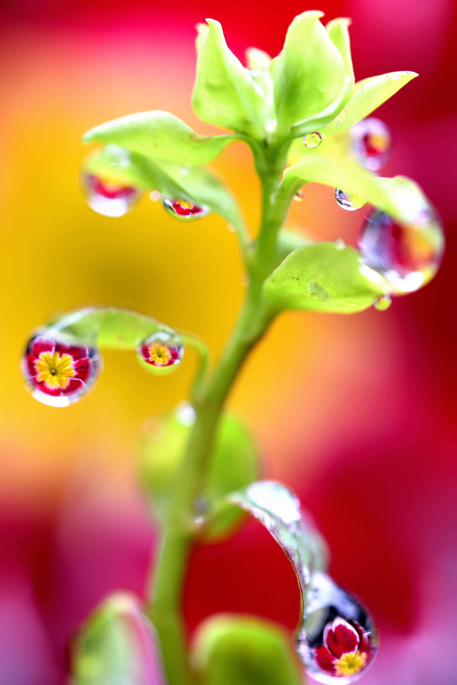 Tenacia, costanza e... Gocce!