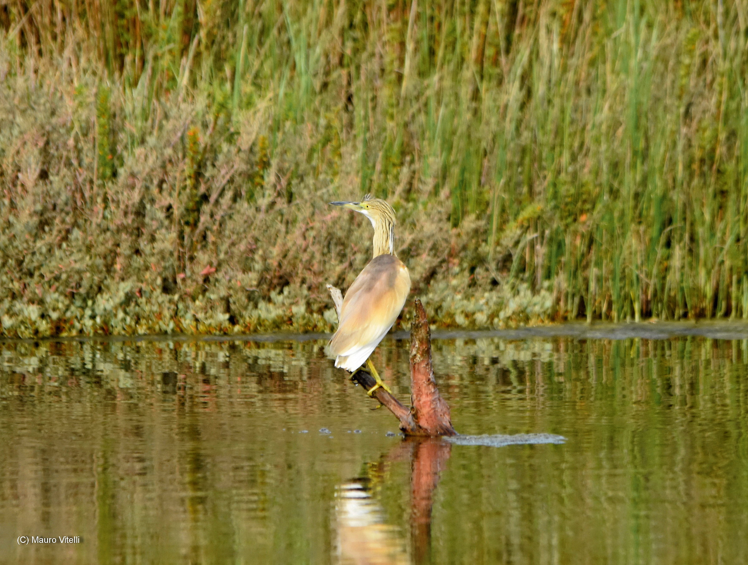 Sgarza Ciuffetto newly laid