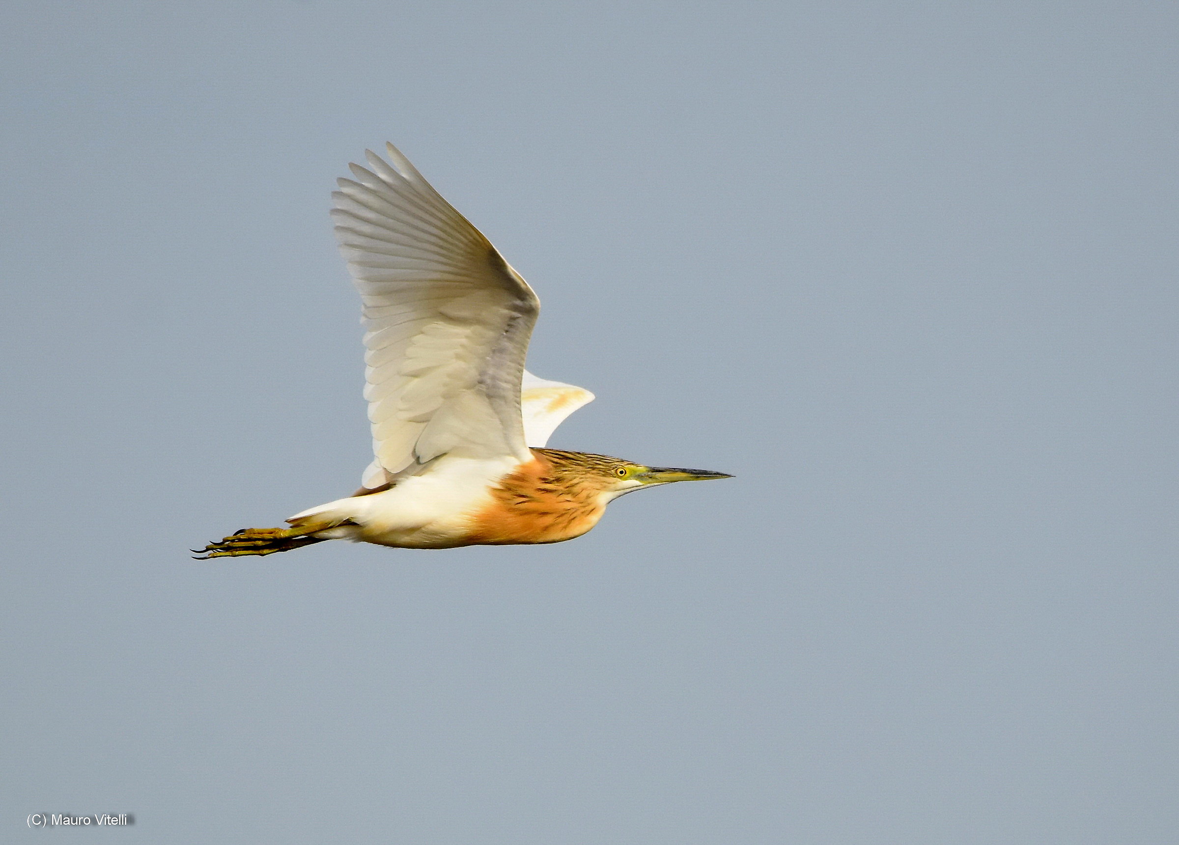 Squacco Heron in flight