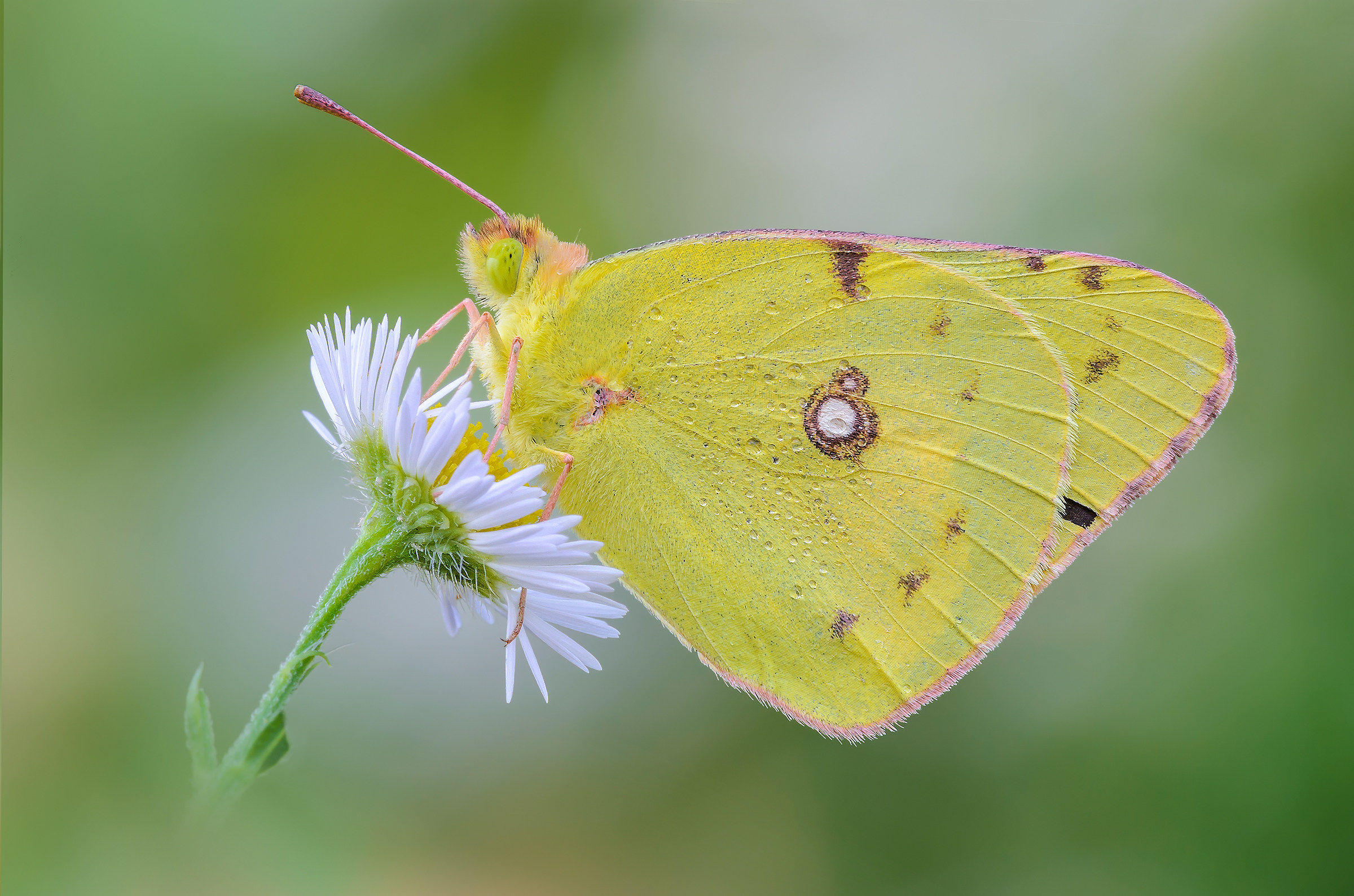 Colias crocea