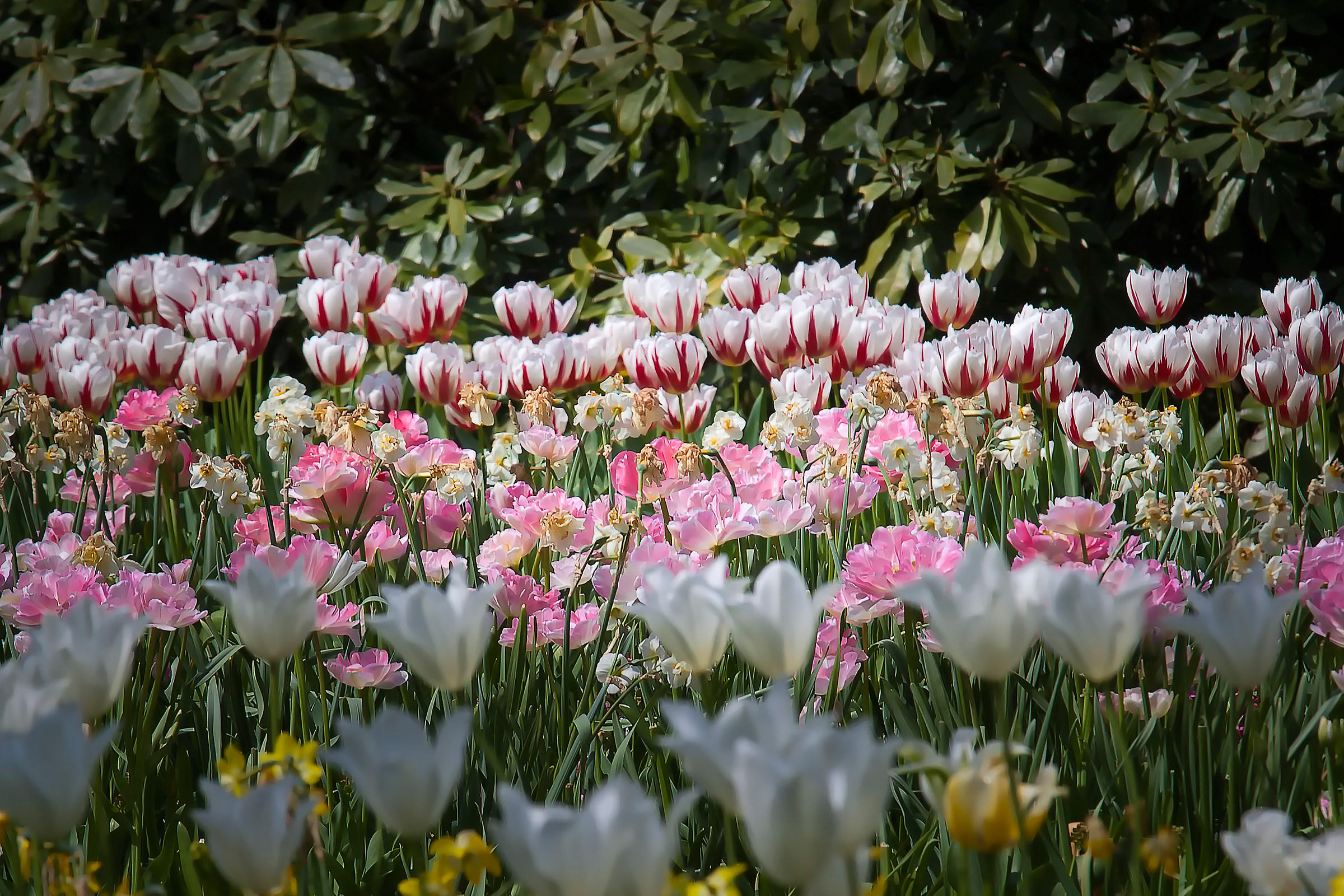 Tulipani