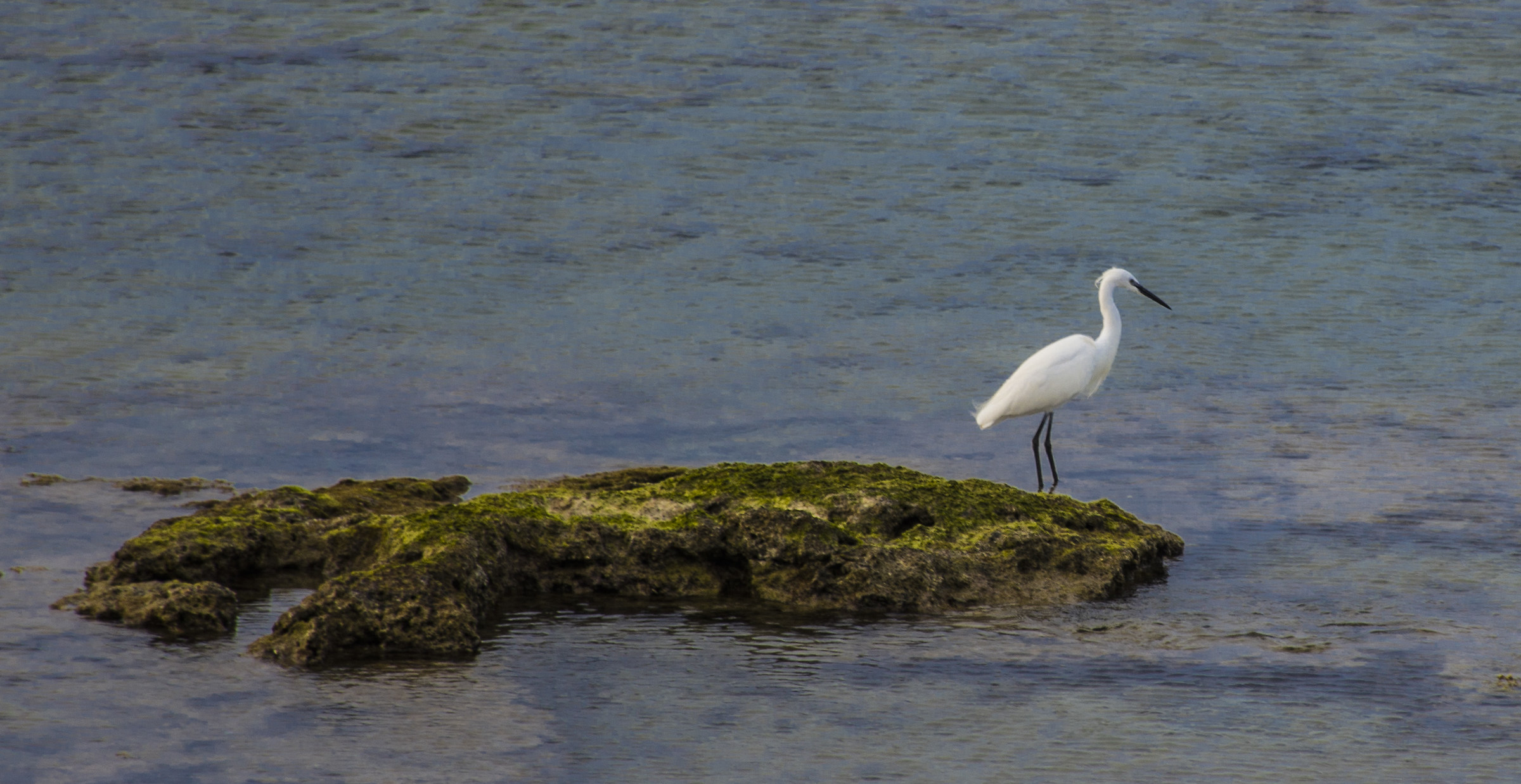 Insolito incontro nel mare di Brindisi