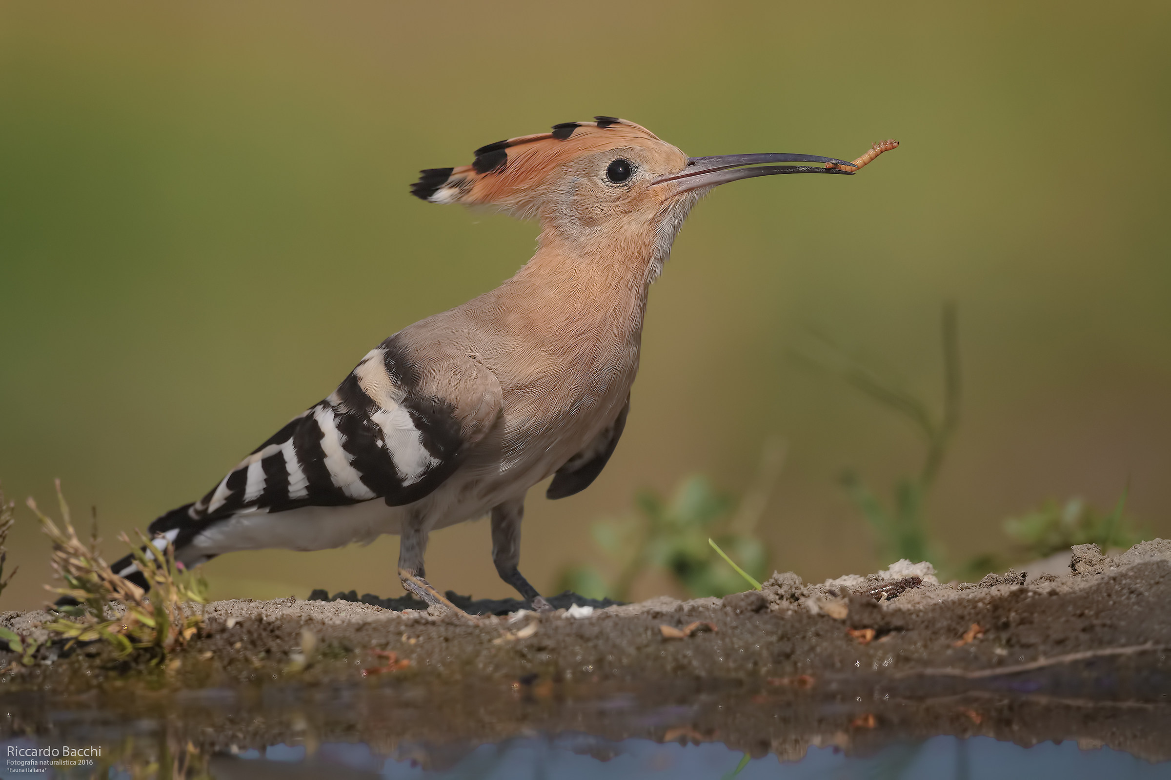 Hoopoe