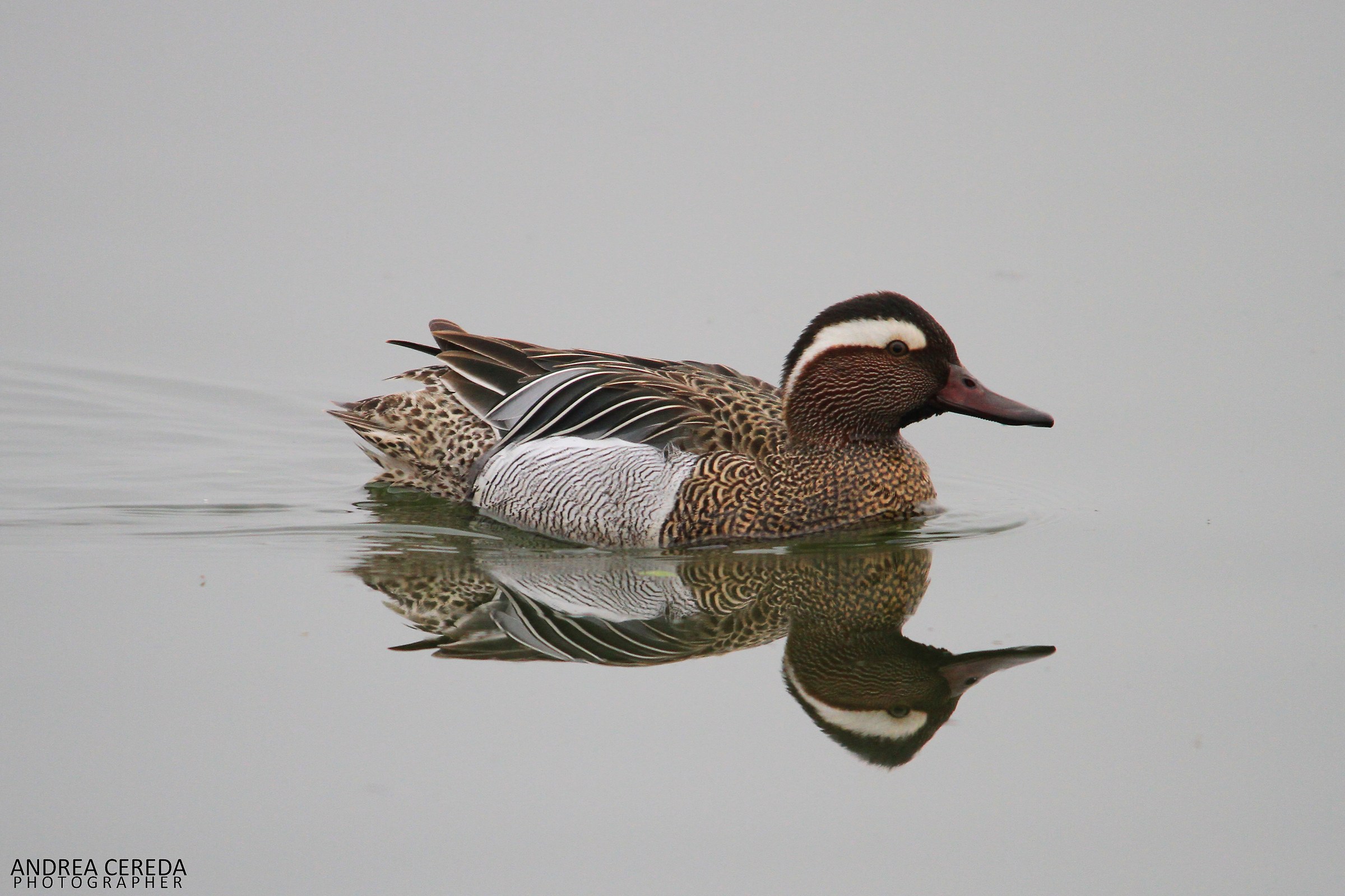 Anas querquedula - Marzaiola maschio