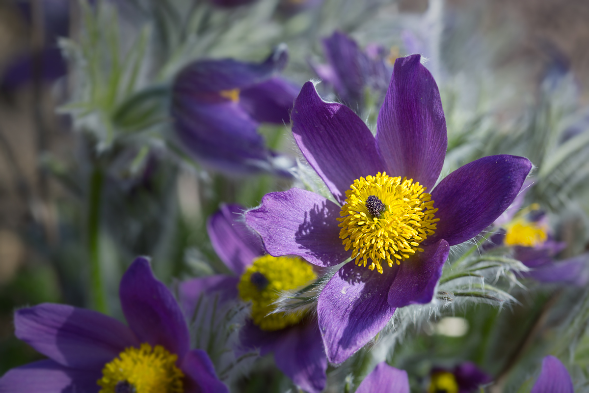 Pulsatilla