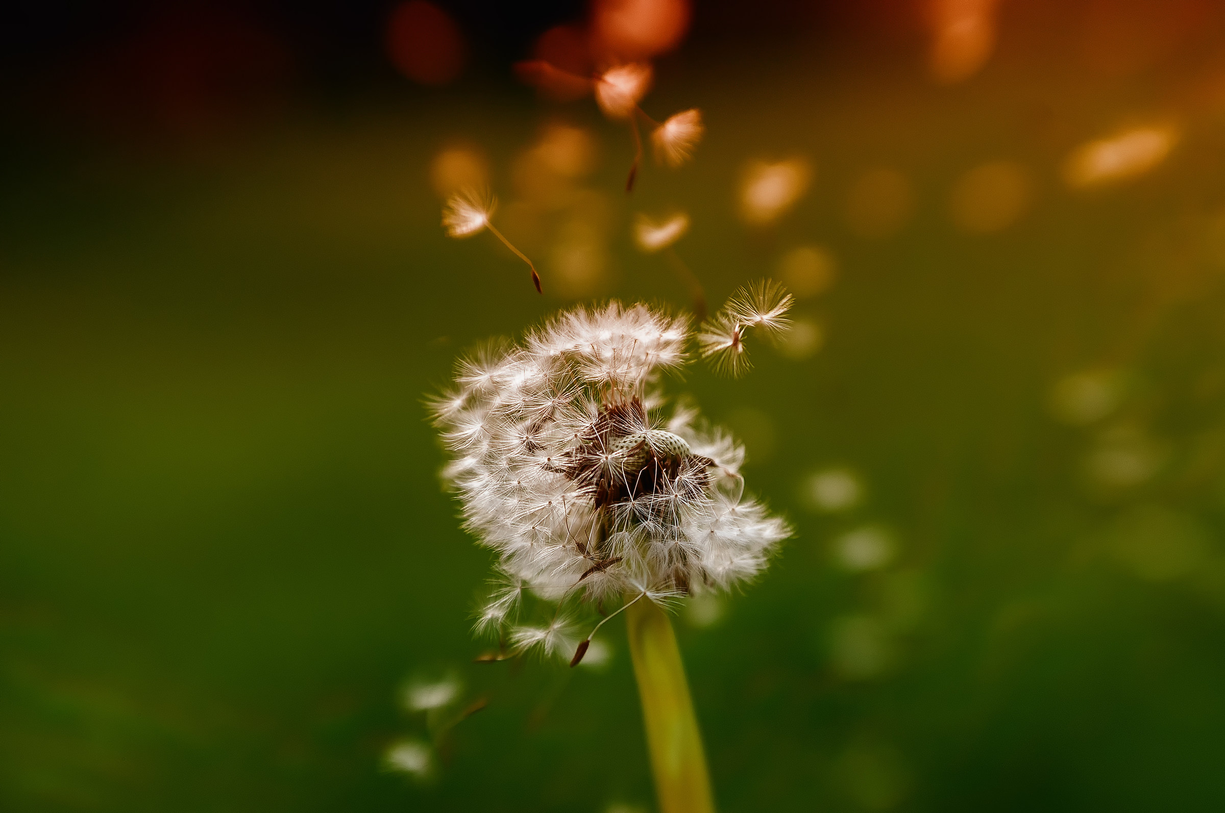 dandelion