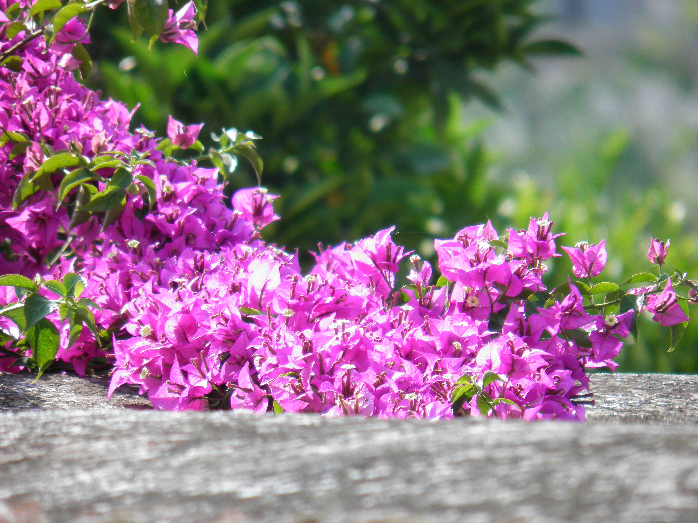 It blooms of time ... 3