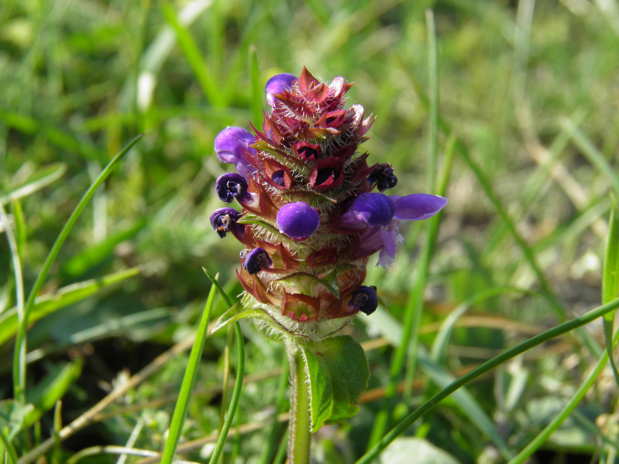 It blooms of time ... 4