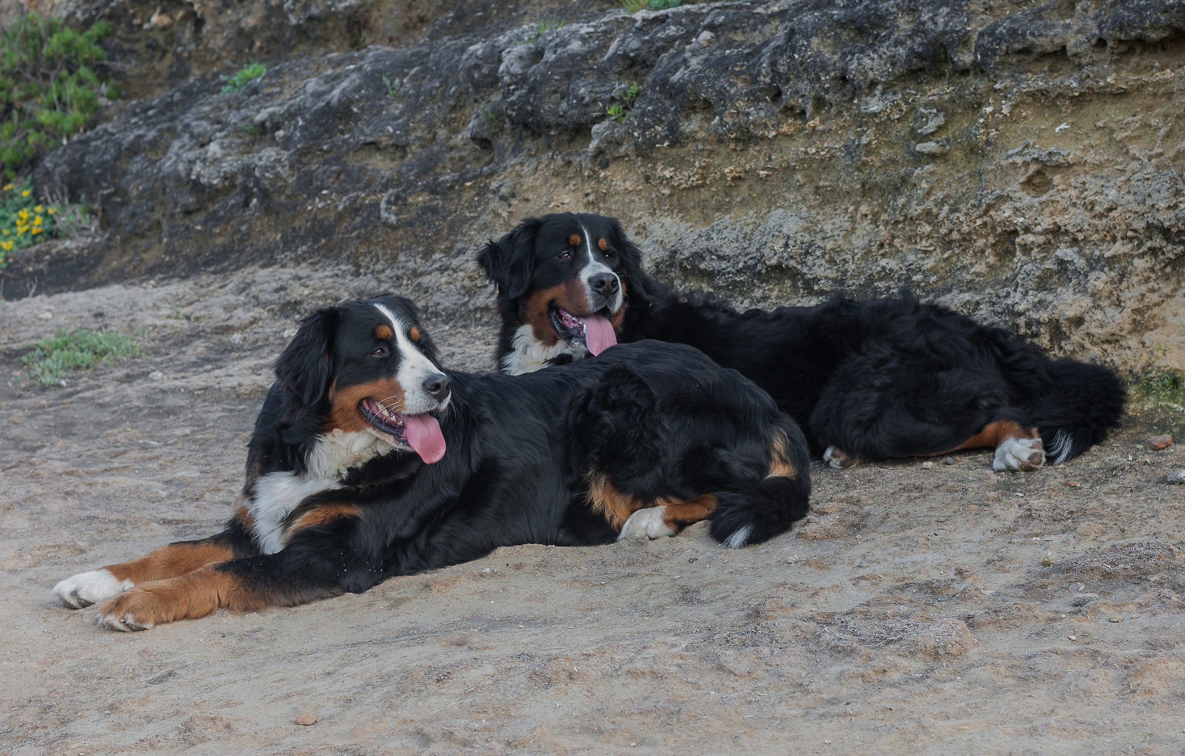 Bernese Mountain Dog