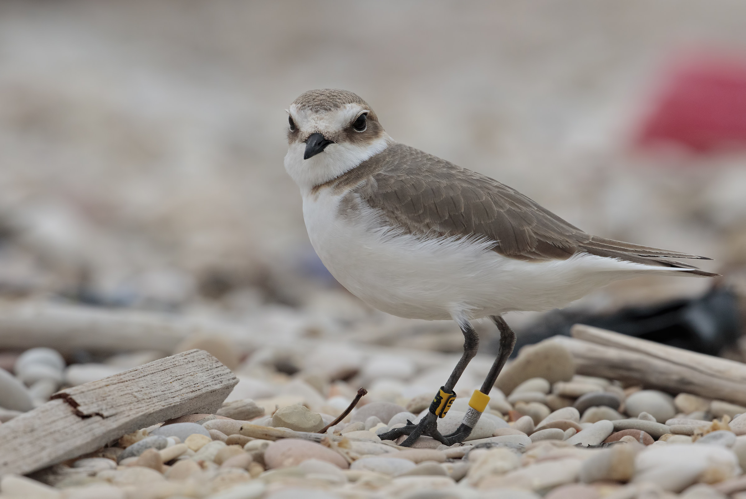 Kentish plover (female)