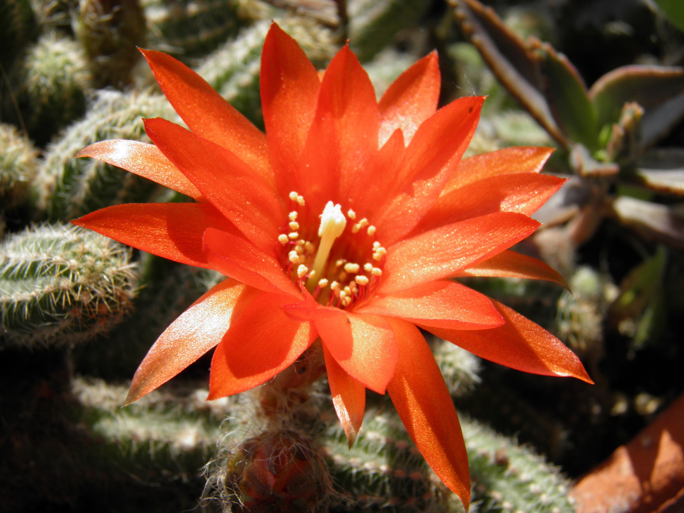 It blooms of time ... 2