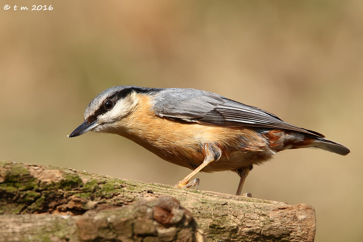 nuthatch