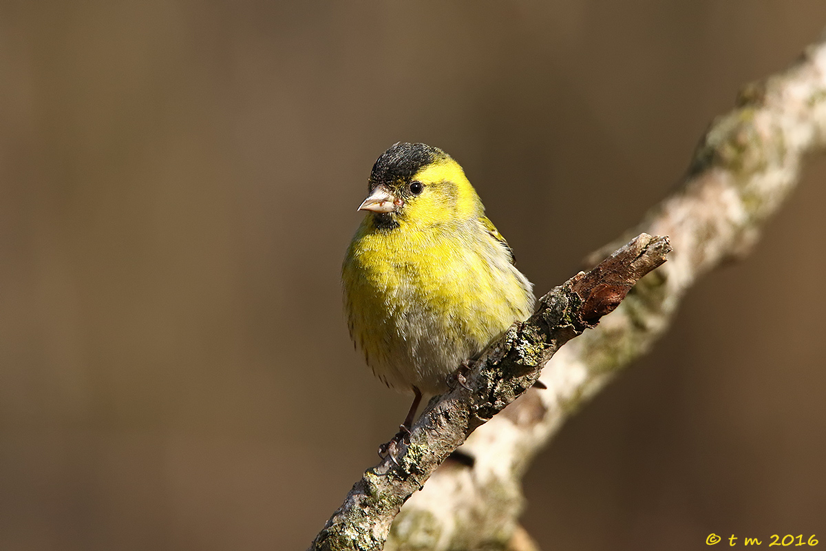Siskin