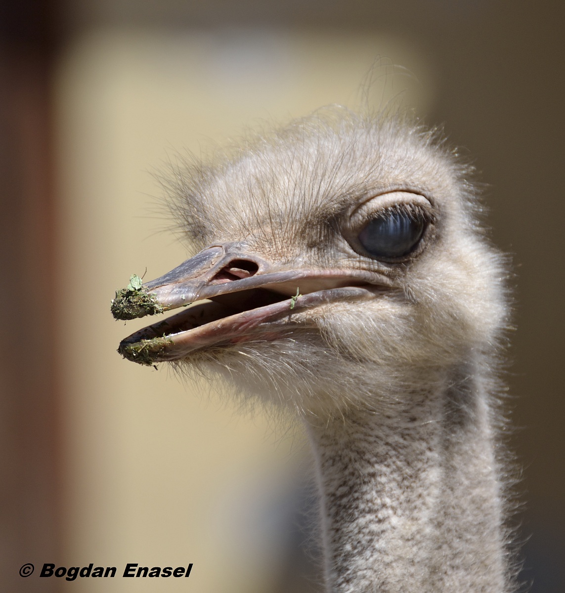 ritratto Struzzo