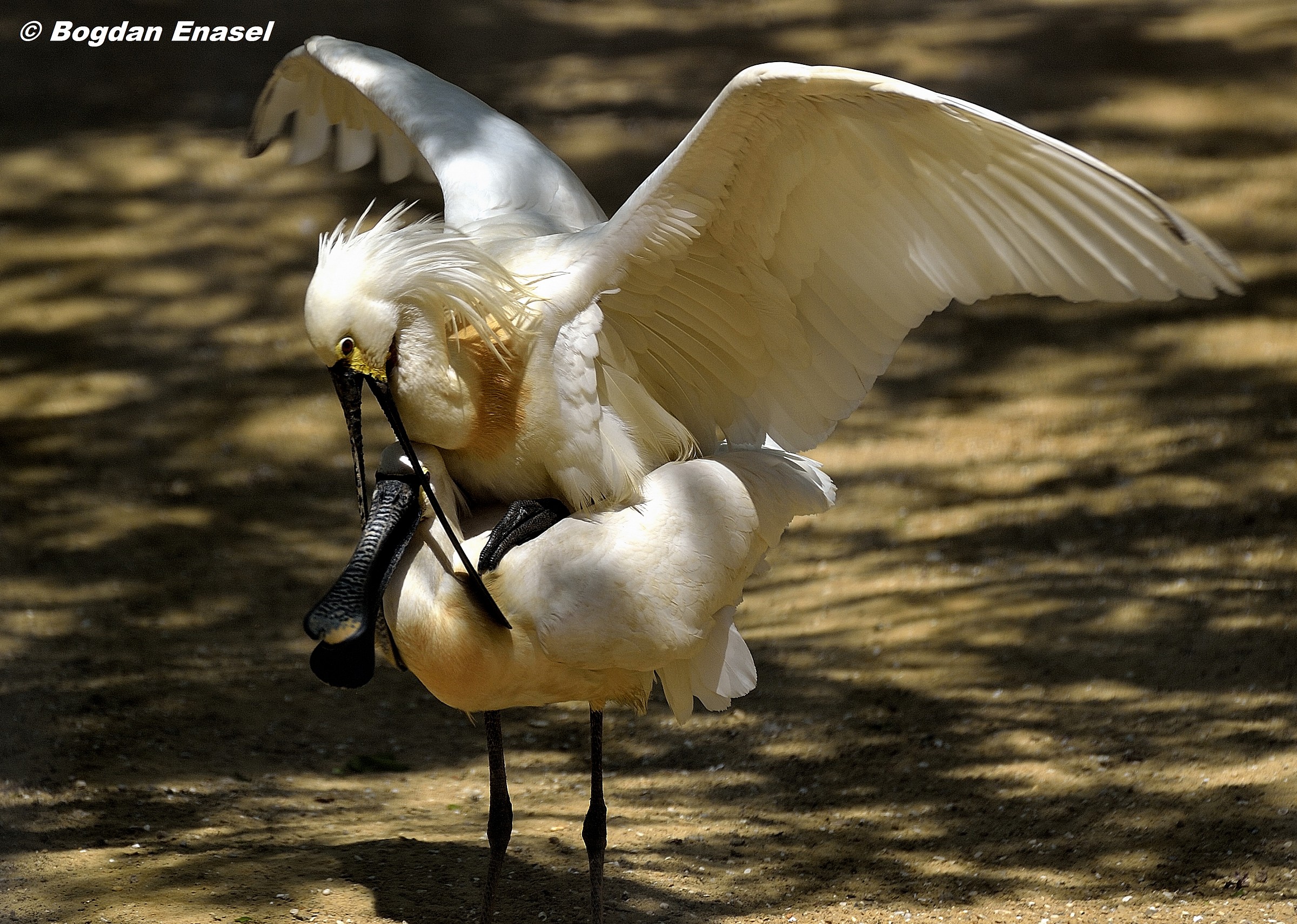 uccelli in accoppiamento