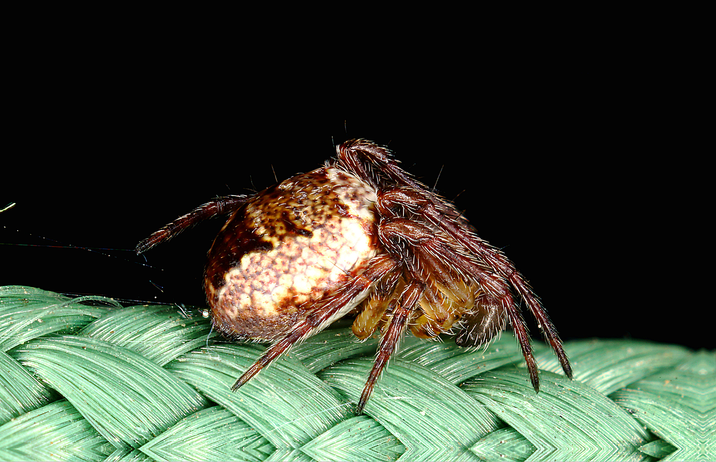 Ragnetto equilibrista