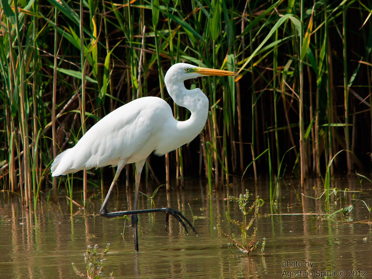 Great Egret
