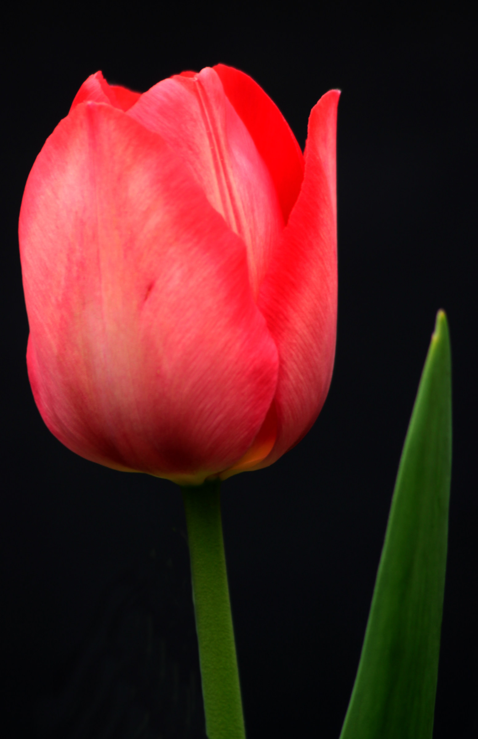tulipano rosso