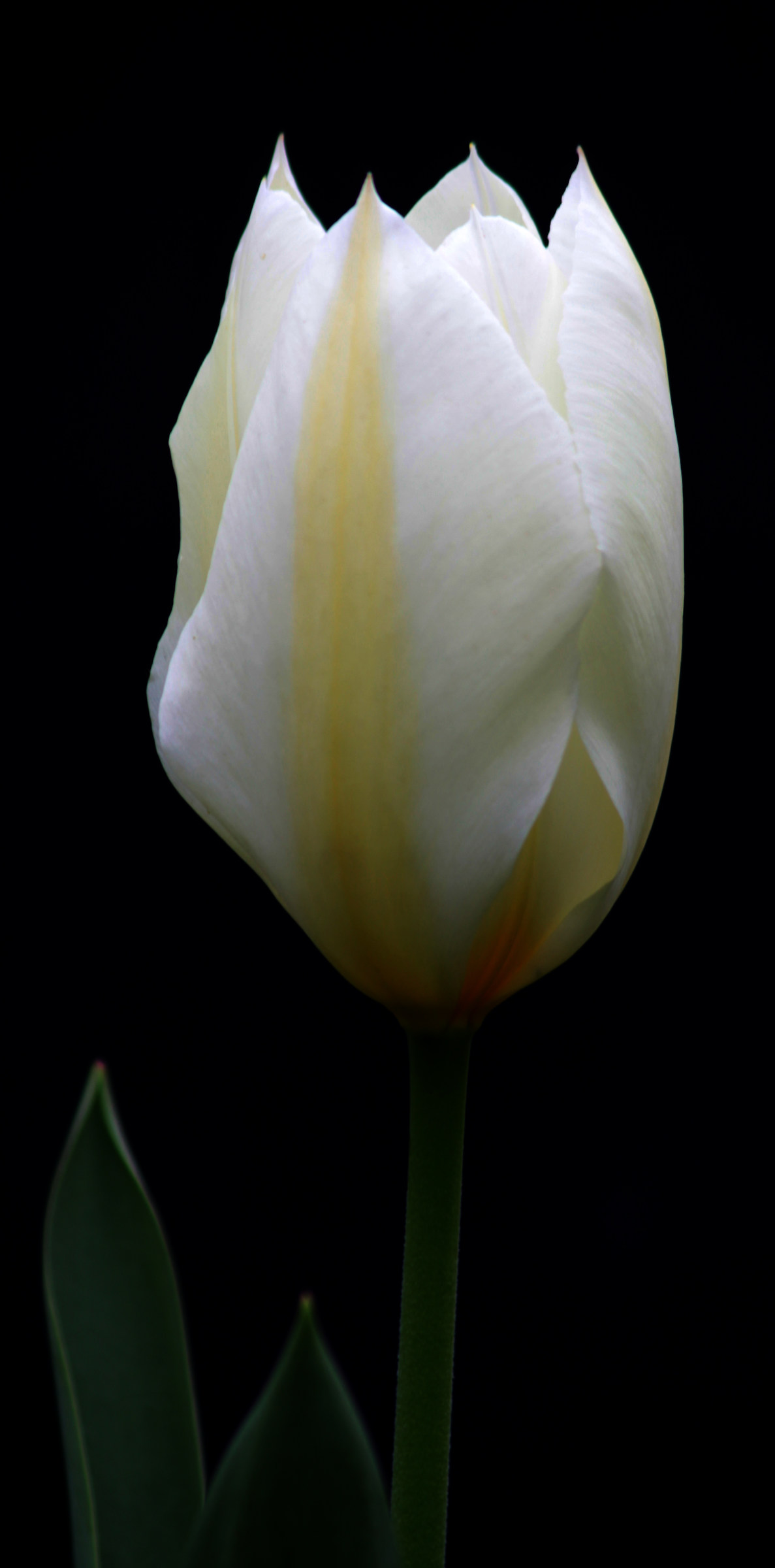 tulipano bianco