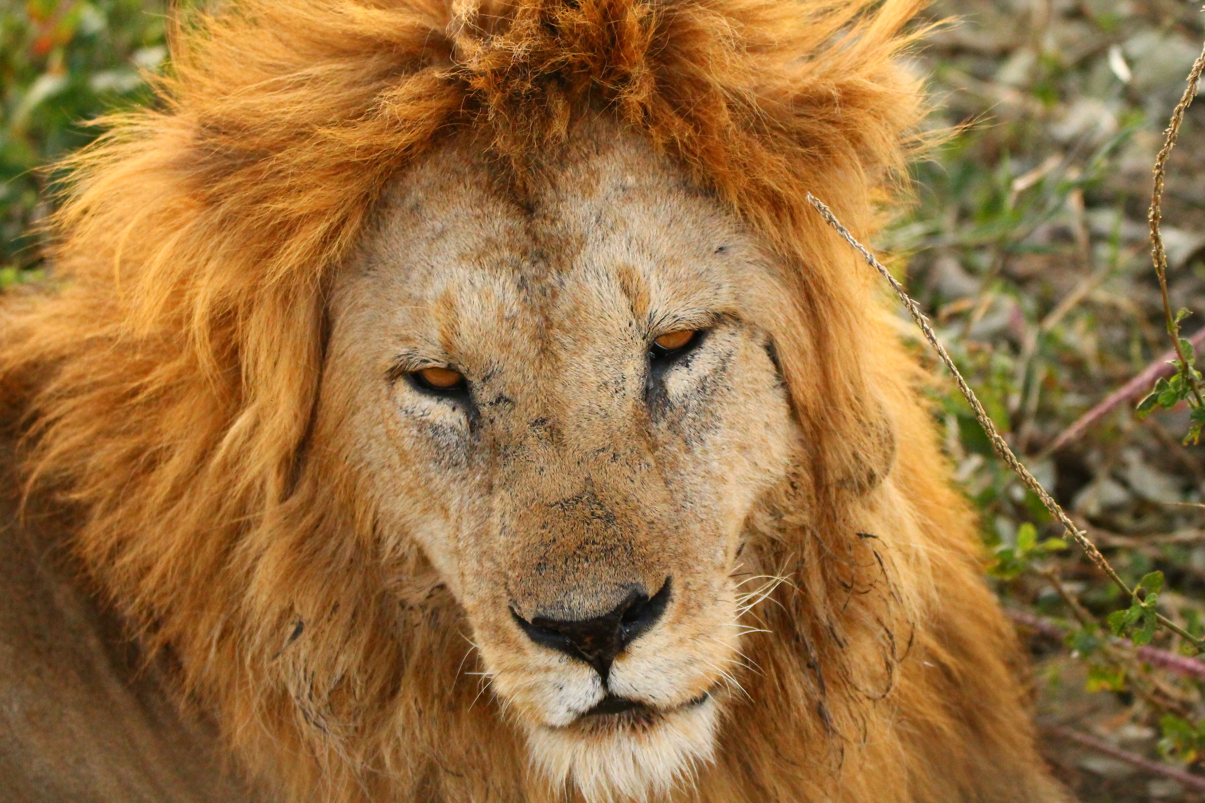 The king of the savanna