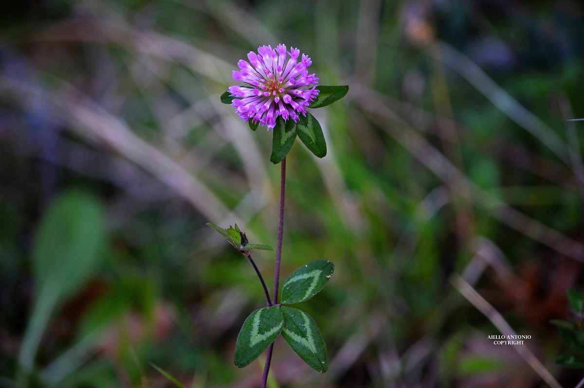 Trifolium