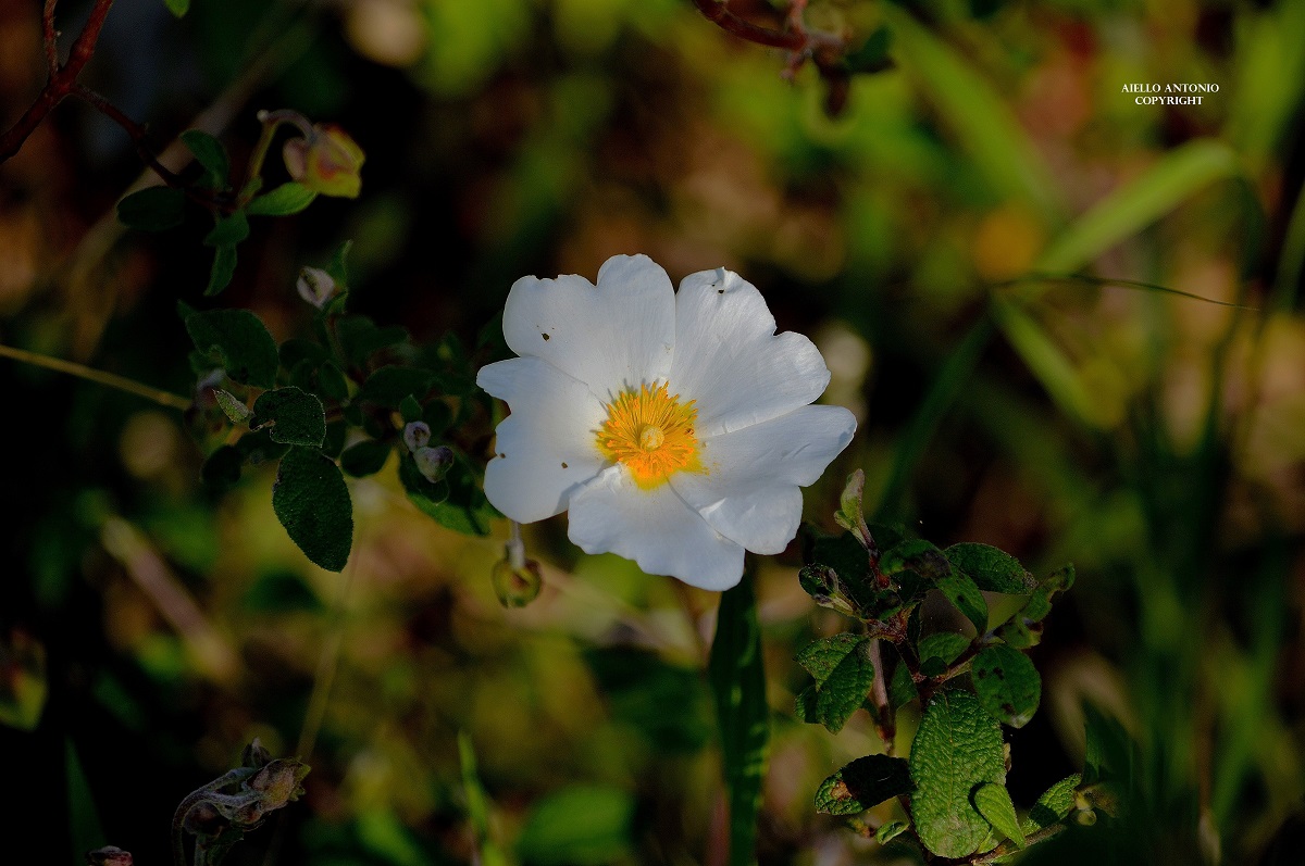 Cistus salvifolius