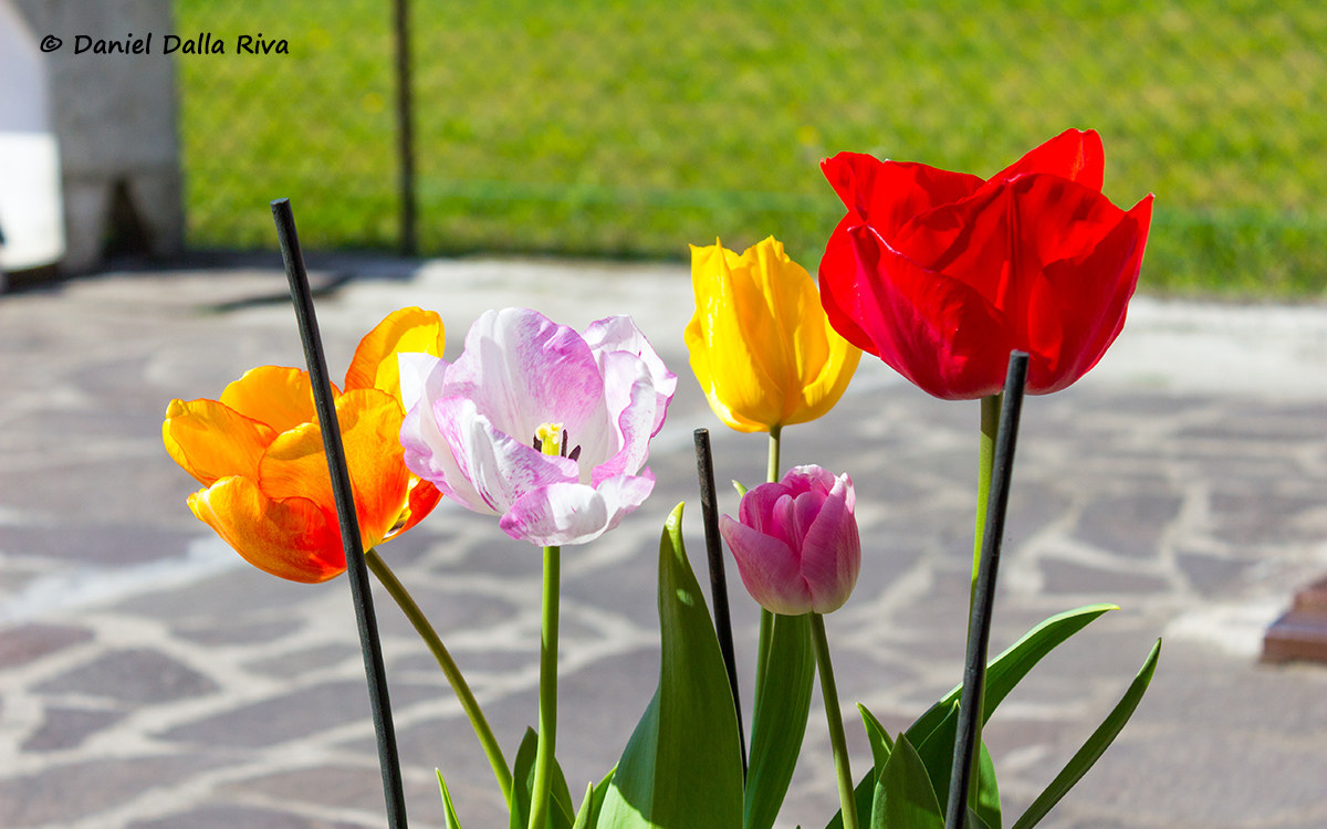 Tulips in bloom