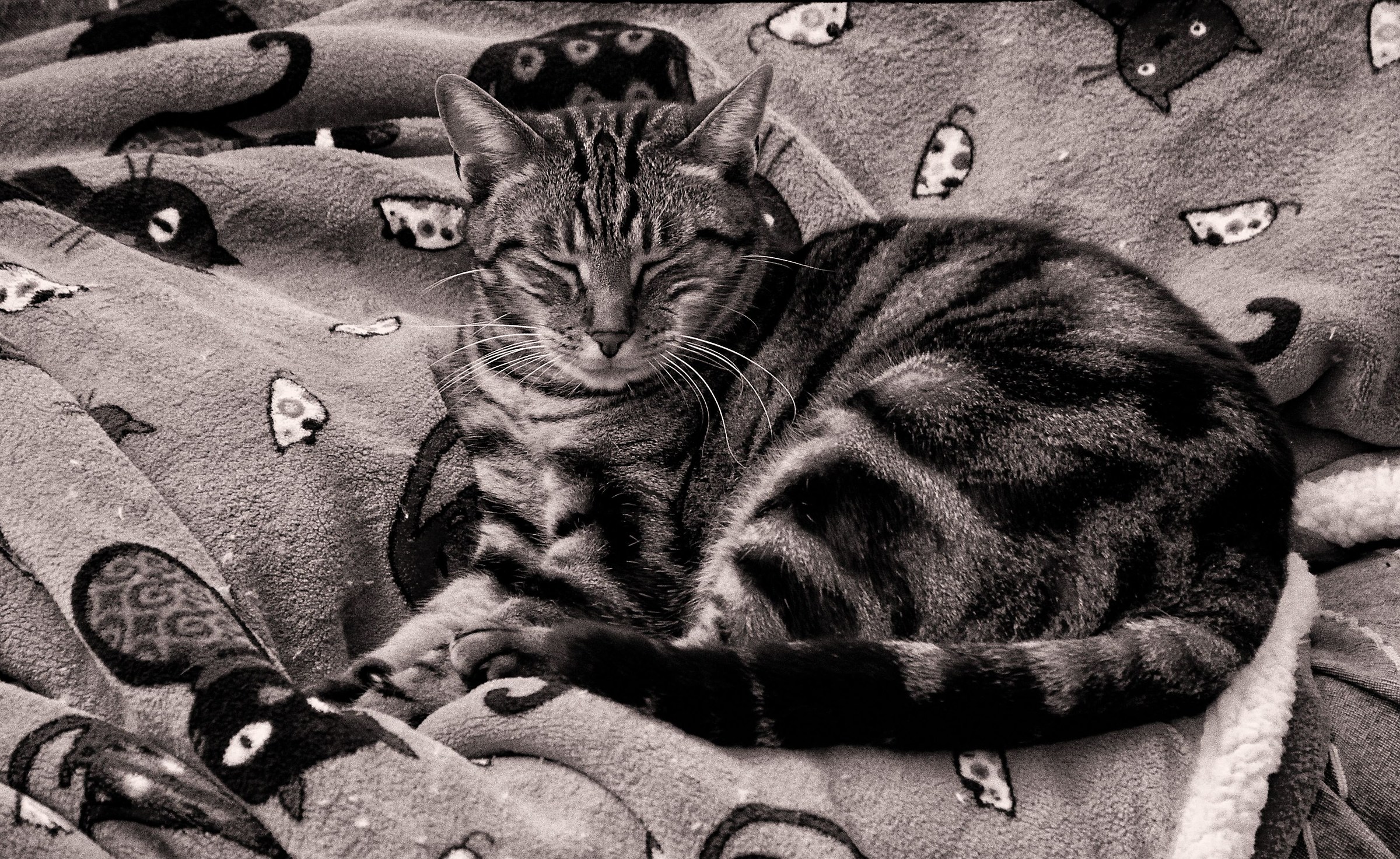 Well in black and white