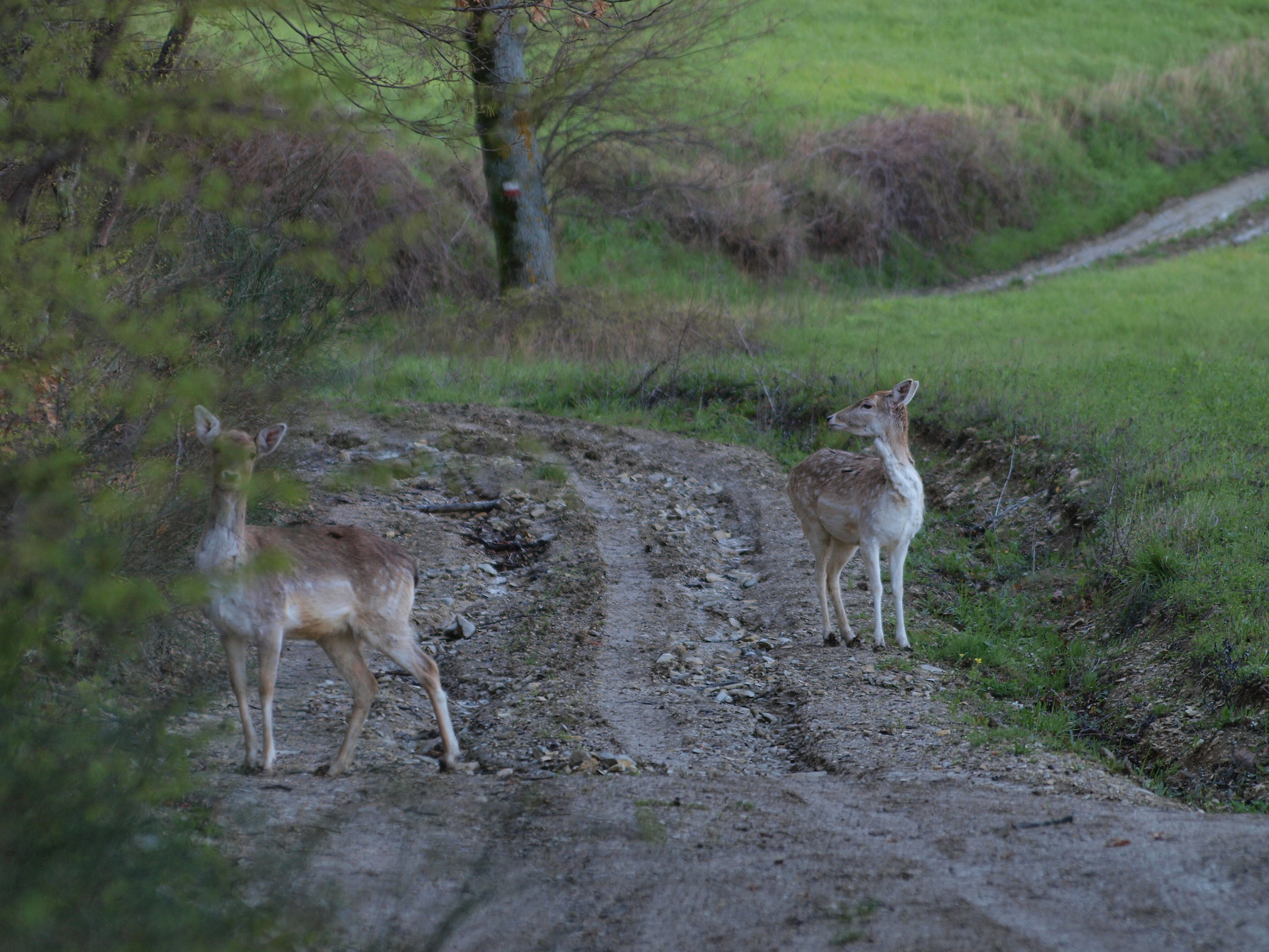 Two females Daino