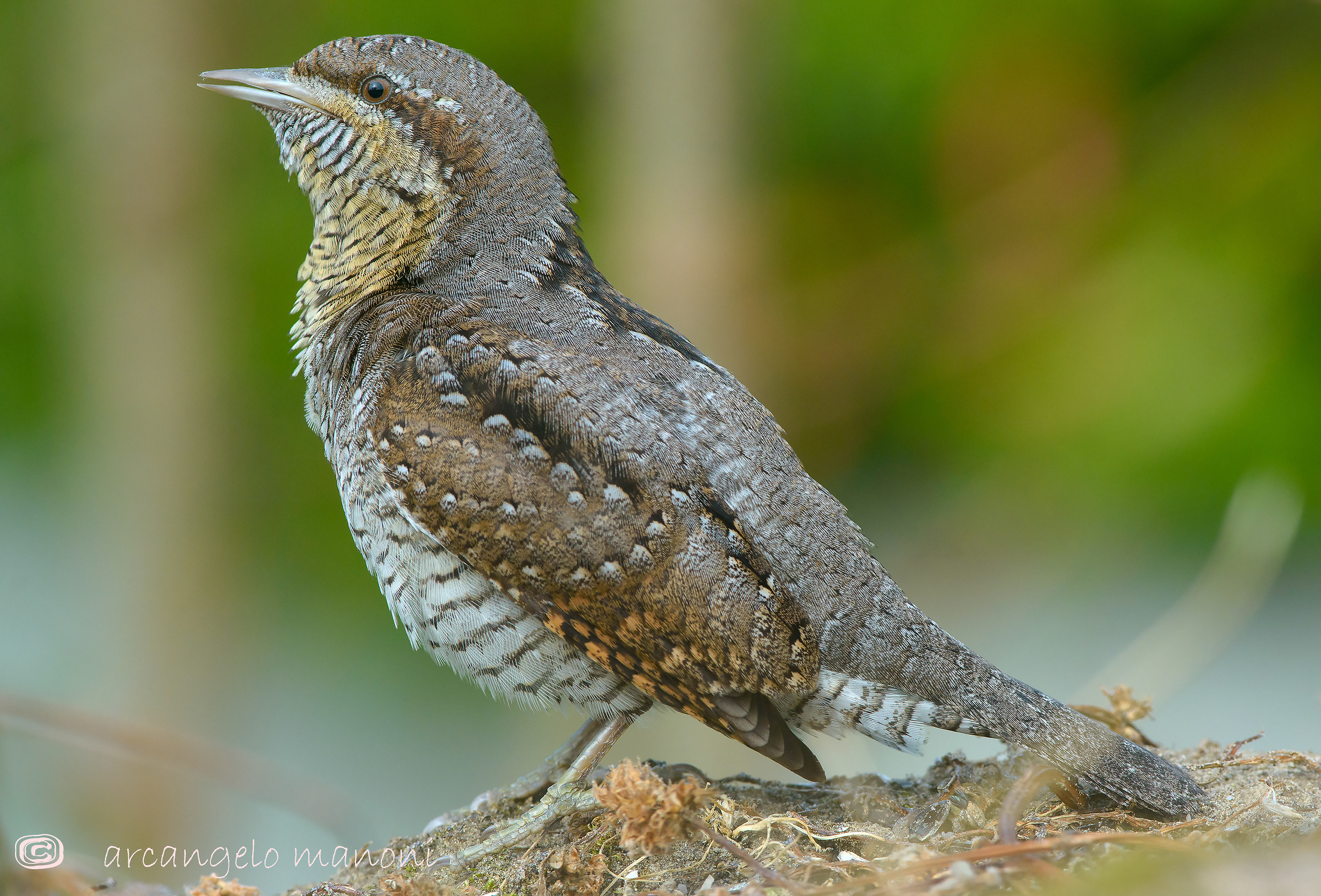 Siam lucky: the stiff neck are back !!