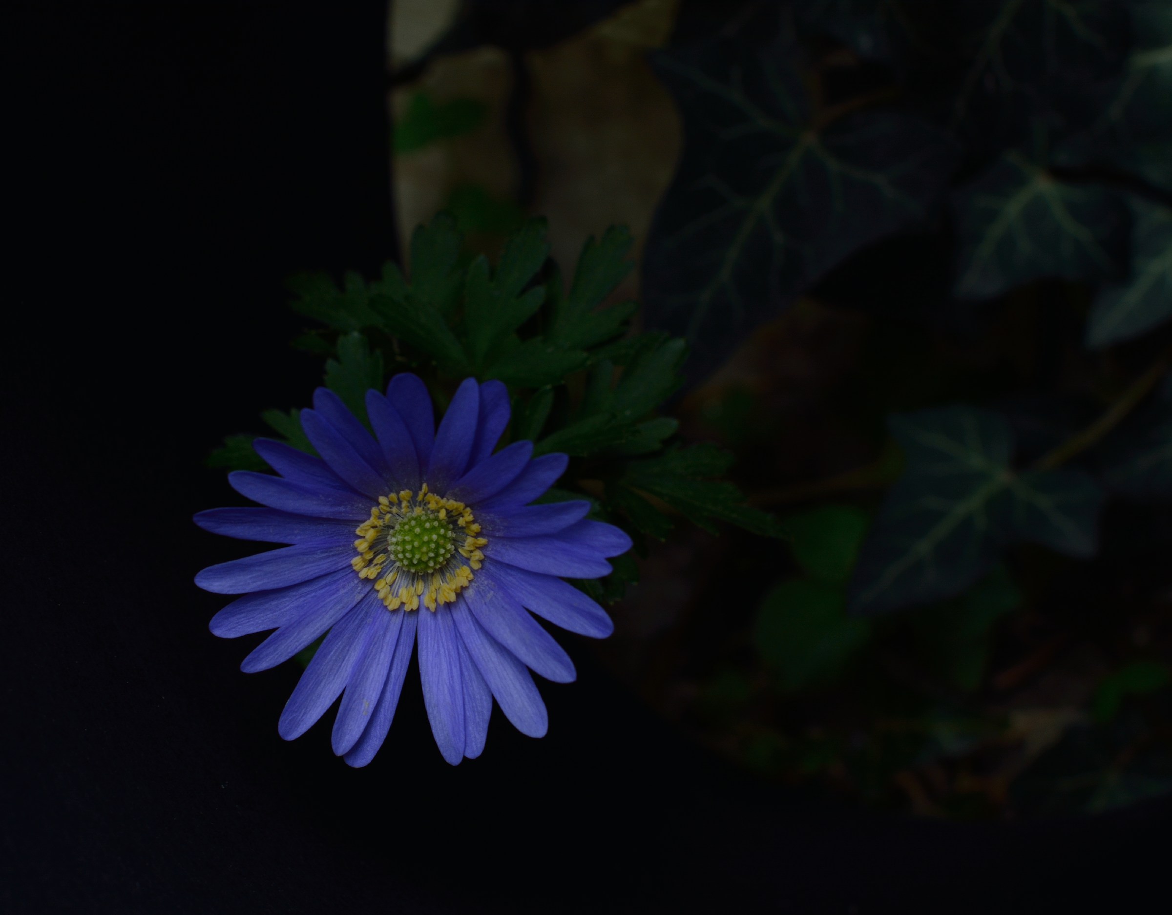 Because Margherita is beautiful