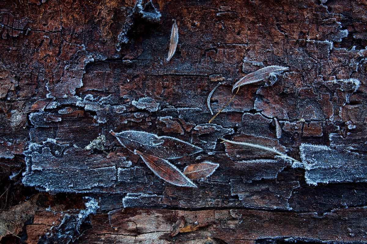 frozen bark