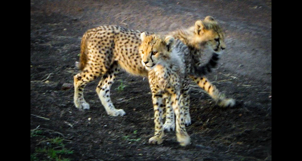 Cheetah Cubs