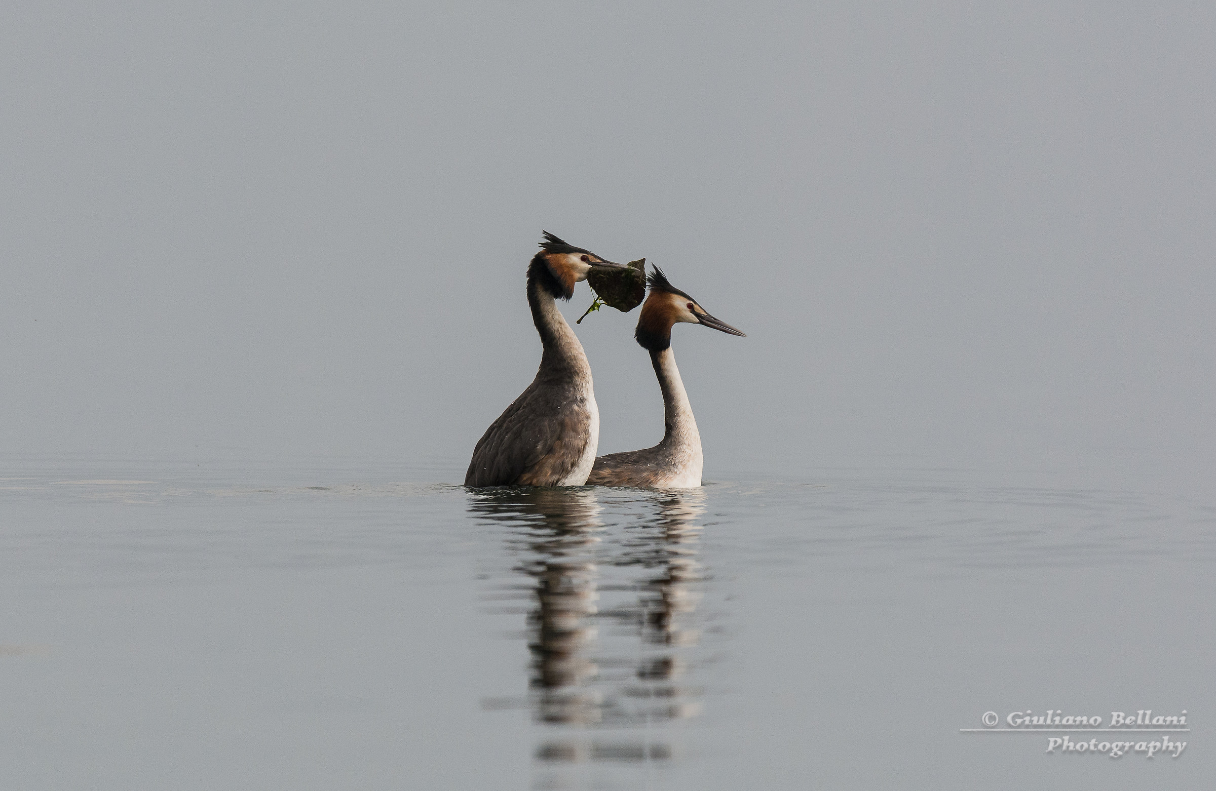 L'accoppiamento dello Svasso Maggiore