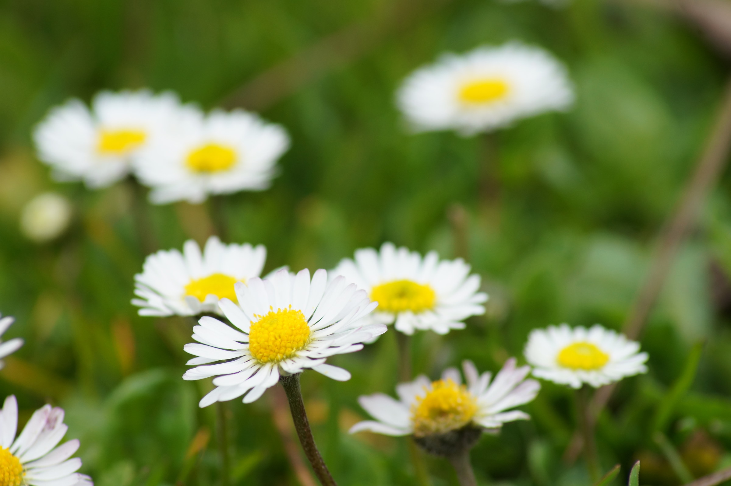 daisies