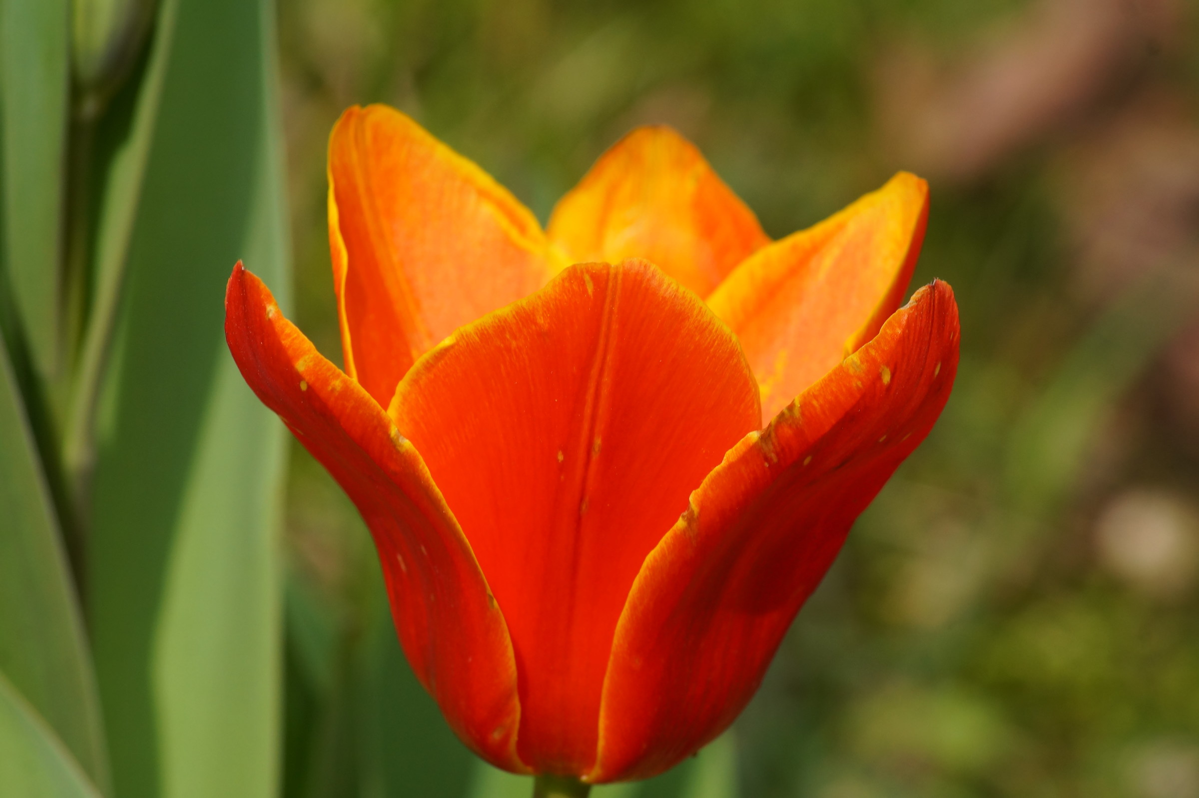 tulip