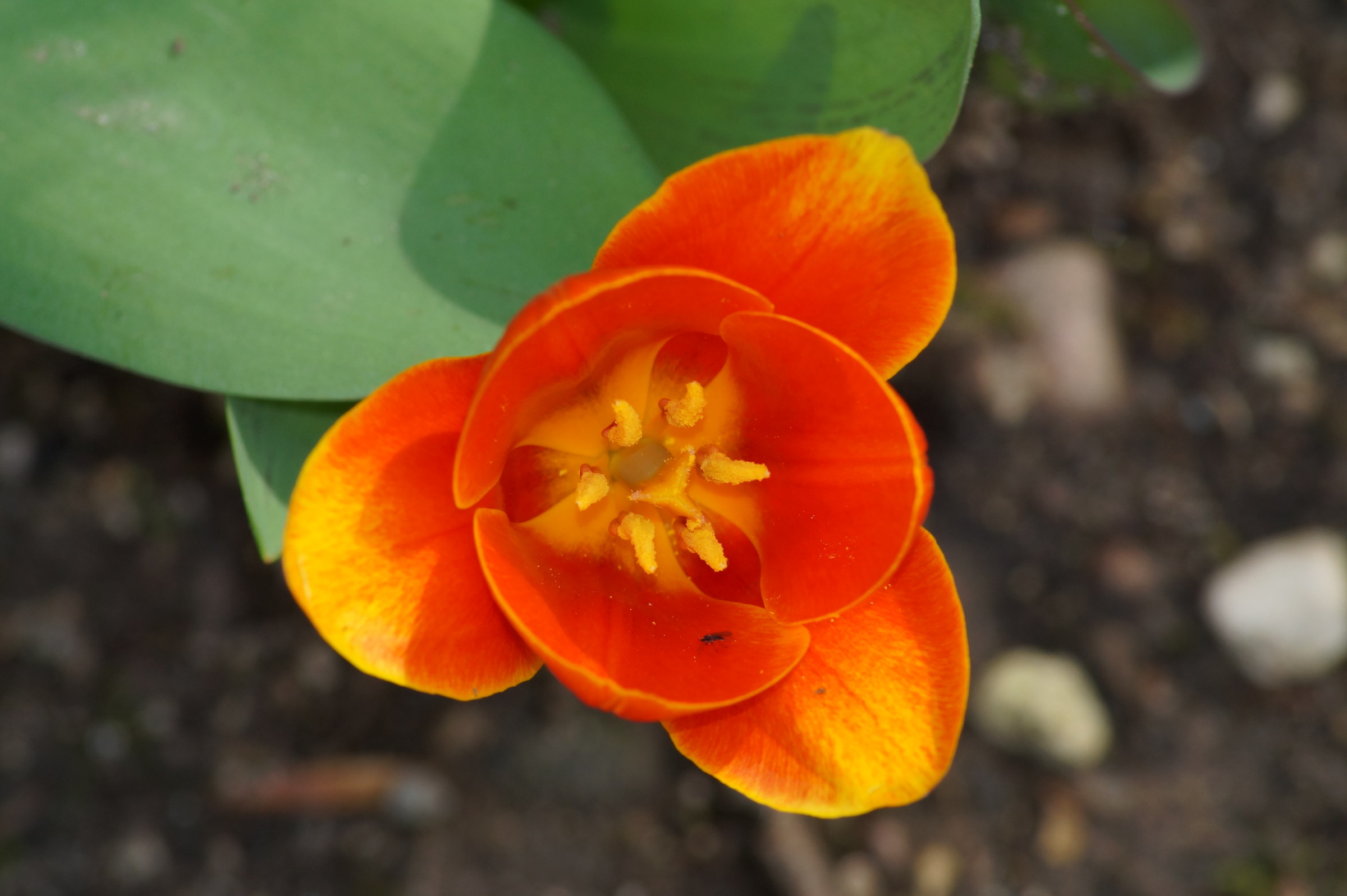 tulip