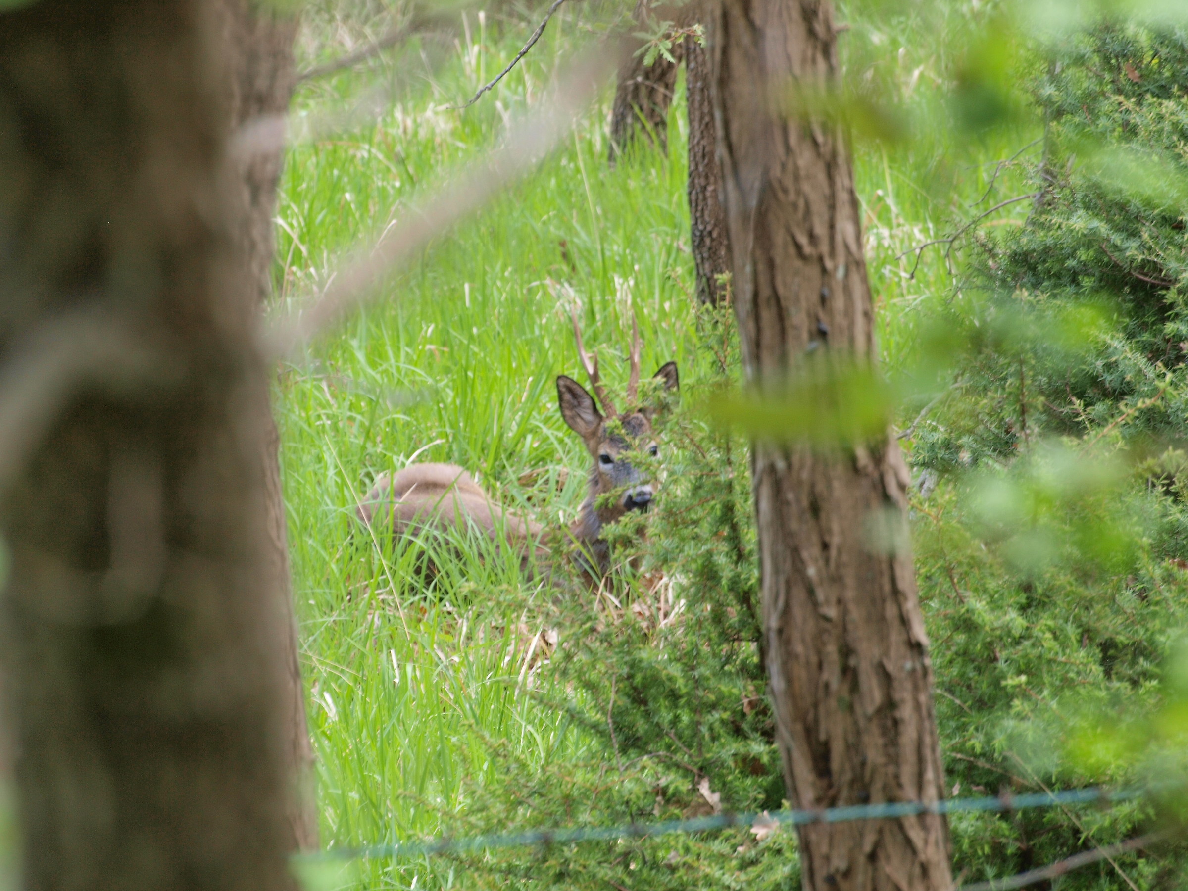 Capriolo maschio a riposo